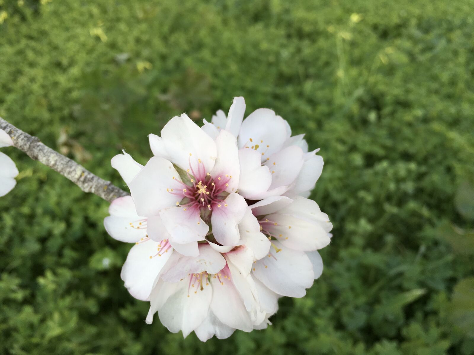 Apple iPad Pro sample photo. Almond, blossom, bloom photography