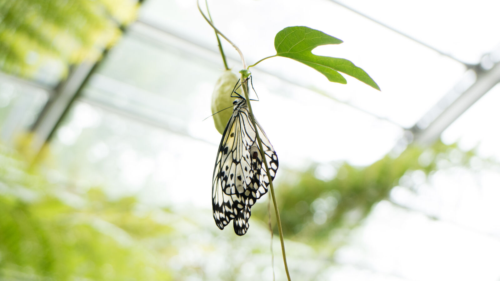 Canon EOS M3 sample photo. Blur, butterfly, flower, macro photography