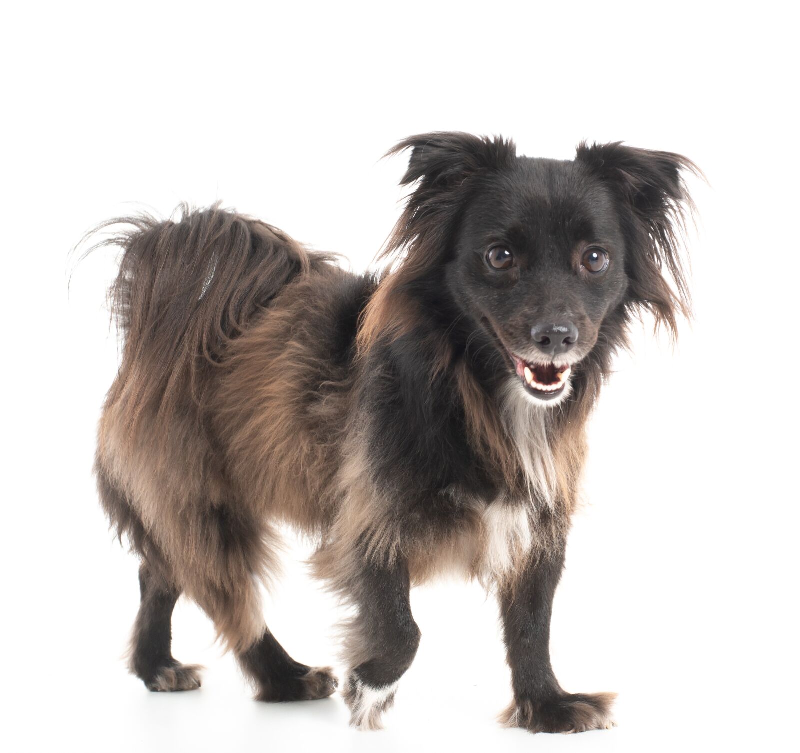 Nikon D600 sample photo. Dog, studio, smiling photography