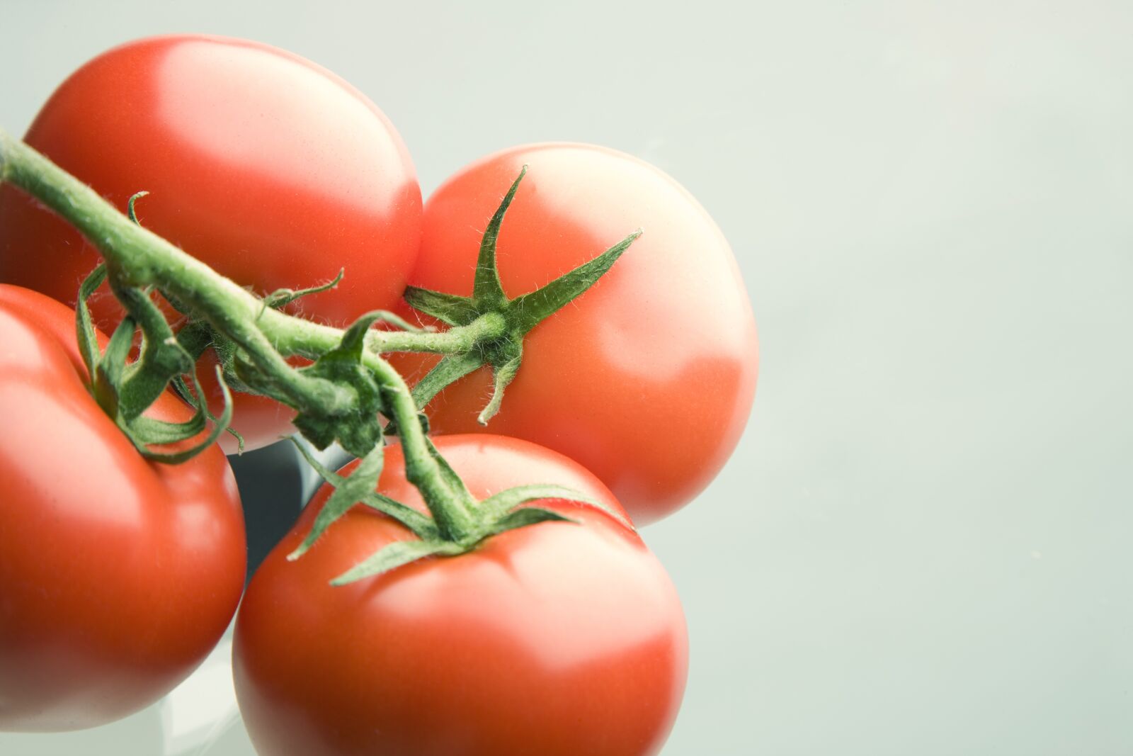 Canon EOS-1Ds Mark III sample photo. Tomato, red, bush tomato photography