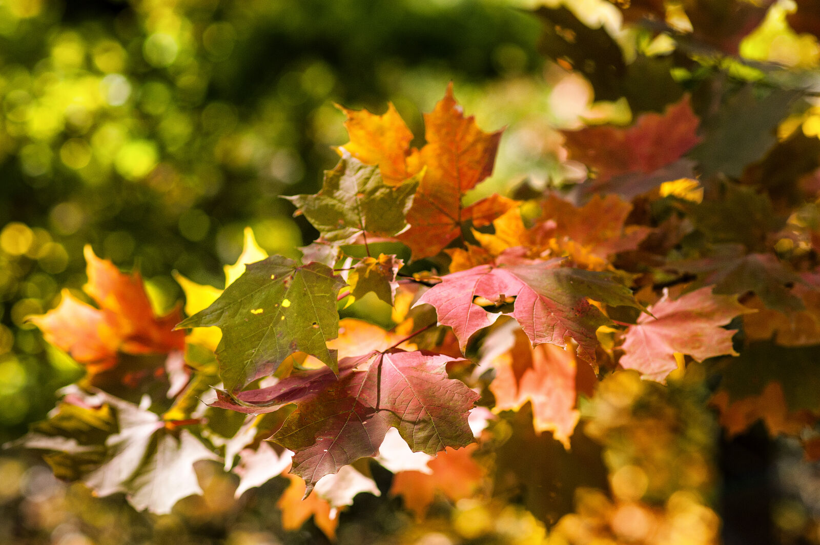 Nikon D300 + Nikon AF-S Nikkor 85mm F1.8G sample photo. Autumn, leaves, fall, great photography