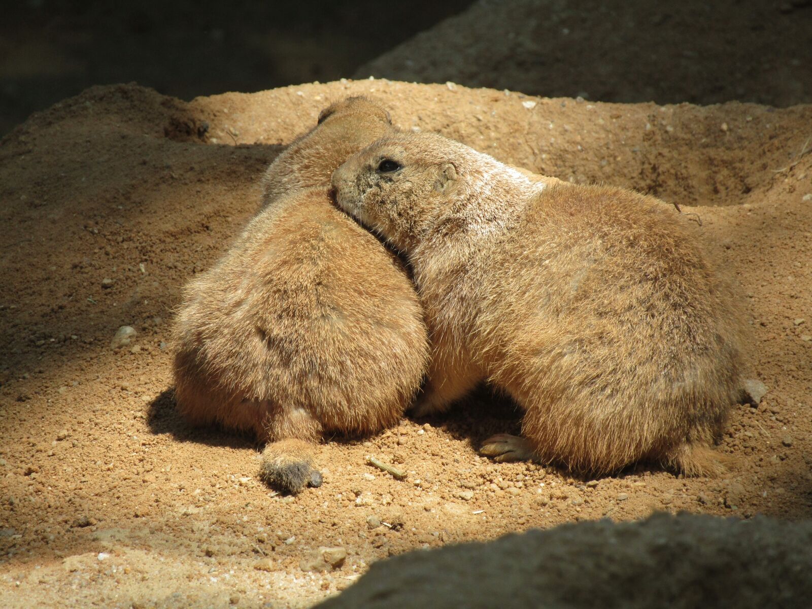 Canon PowerShot SX410 IS sample photo. Prairie dogs, mammal, zoo photography