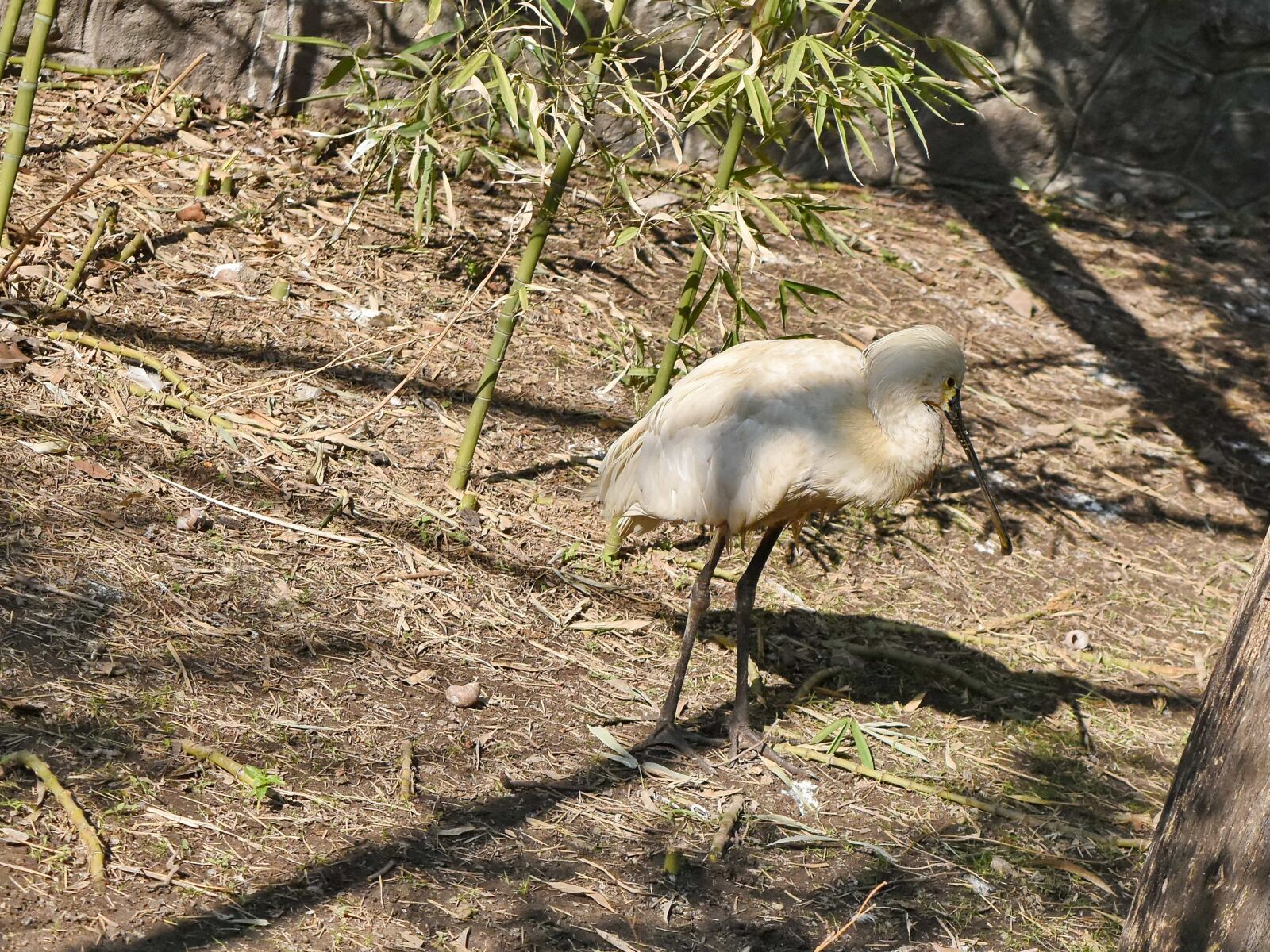 Nikon D5500 sample photo. Wading bird, nature, bird photography