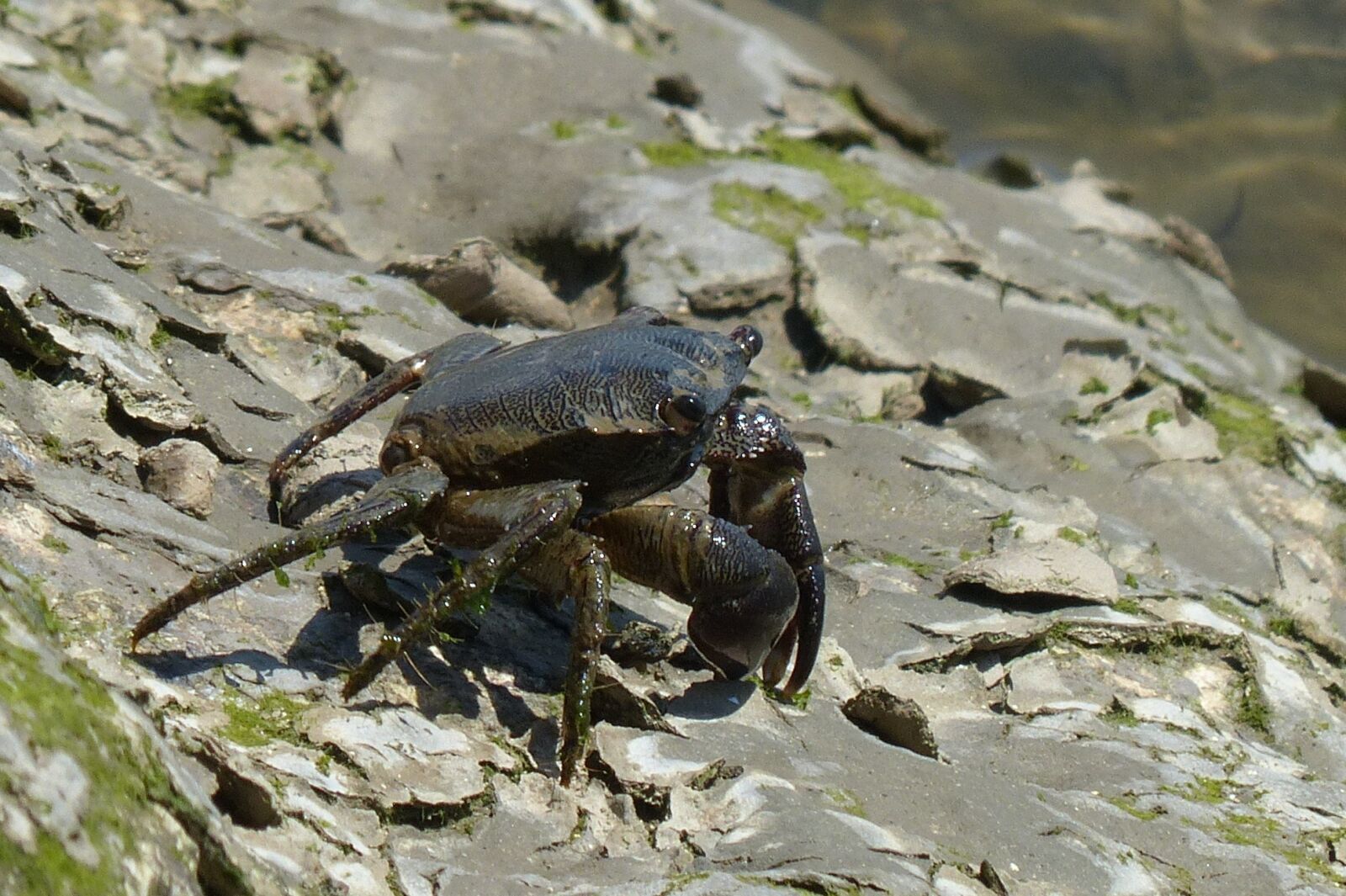 Panasonic Lumix DMC-FZ200 sample photo. Crab, salt water, river photography