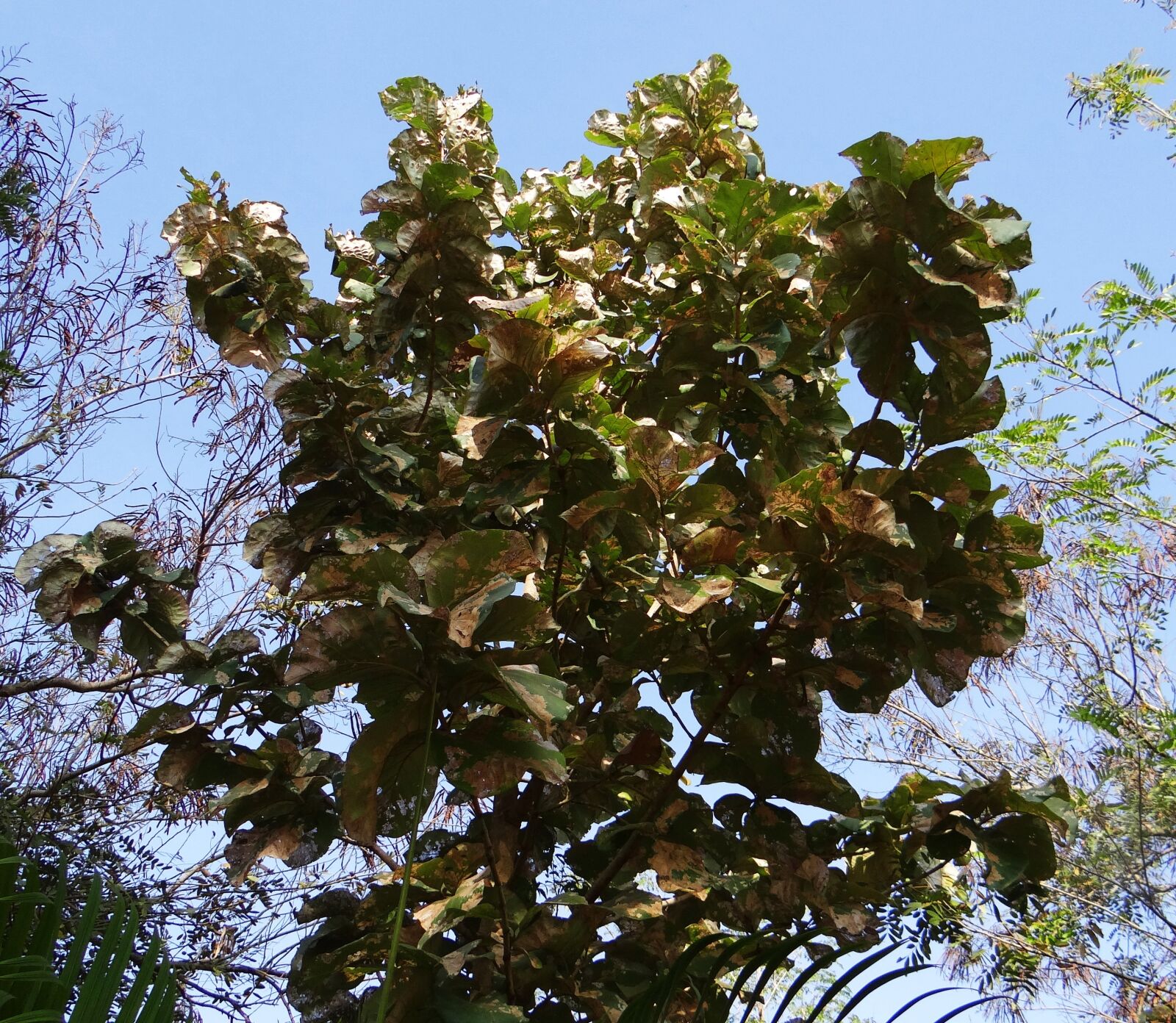 Sony DSC-HX200V sample photo. Tectona grandis, teak, tree photography