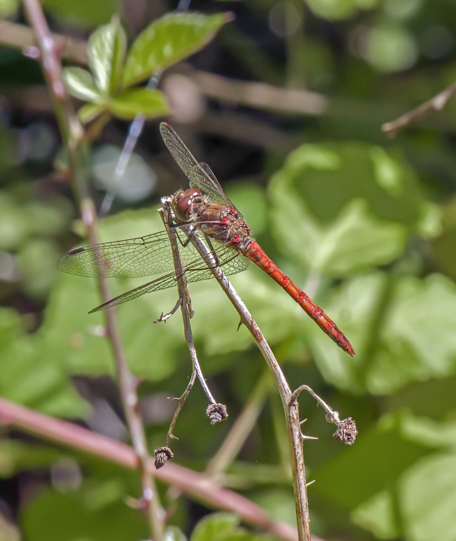 Canon EOS 500D (EOS Rebel T1i / EOS Kiss X3) + Canon EF-S 55-250mm F4-5.6 IS sample photo. Dragonfly, ruddy-darter, red photography