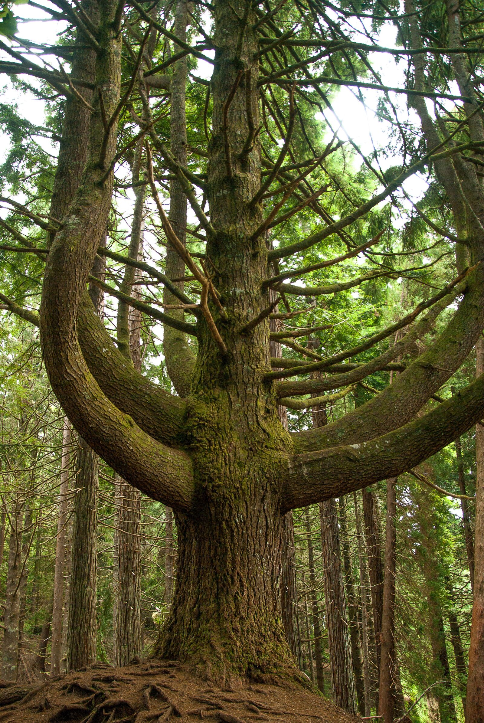 Pentax K10D sample photo. Tree, pine, conifer photography