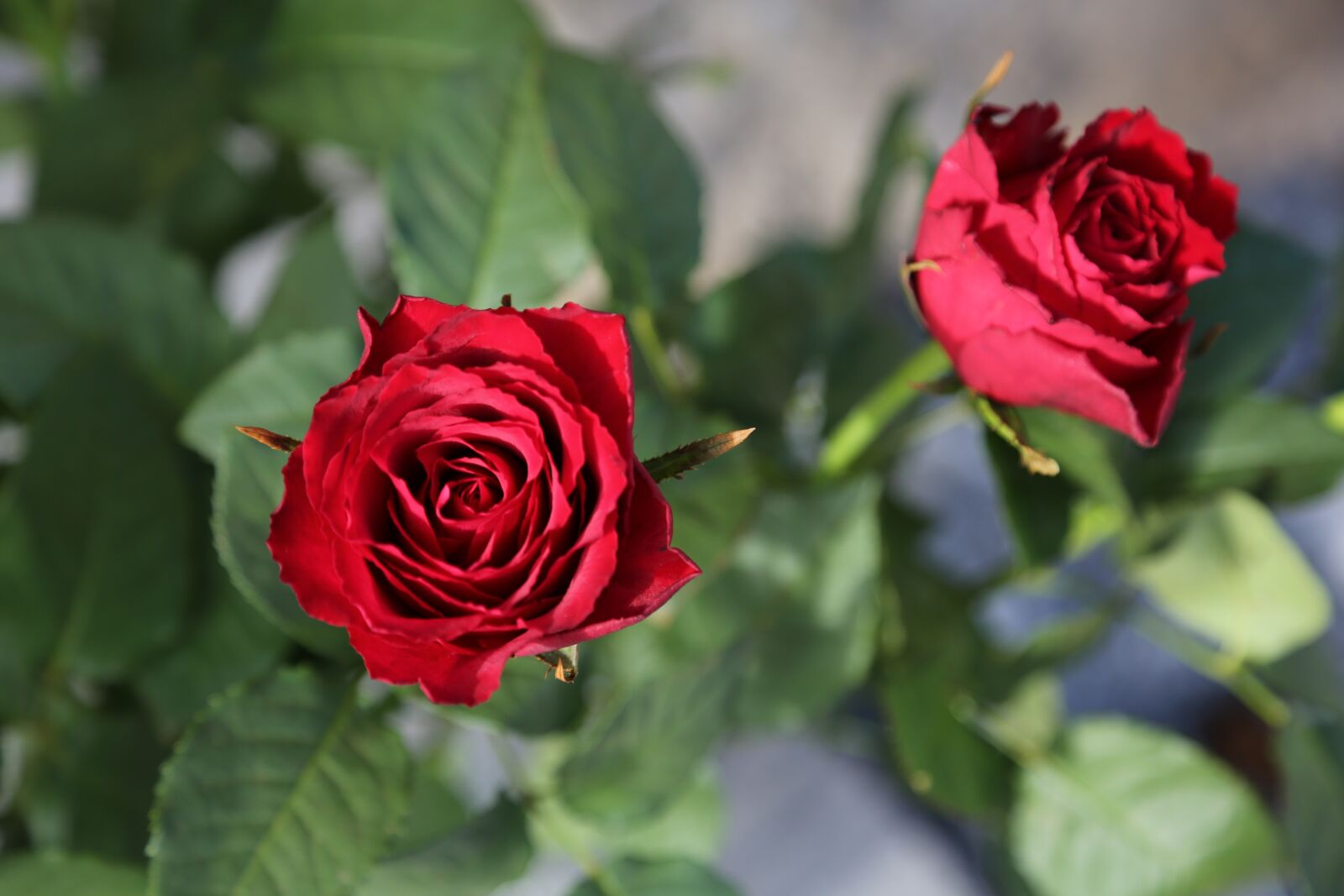 Canon EF 24-105mm F4L IS USM sample photo. Flowers, red roses, roses photography