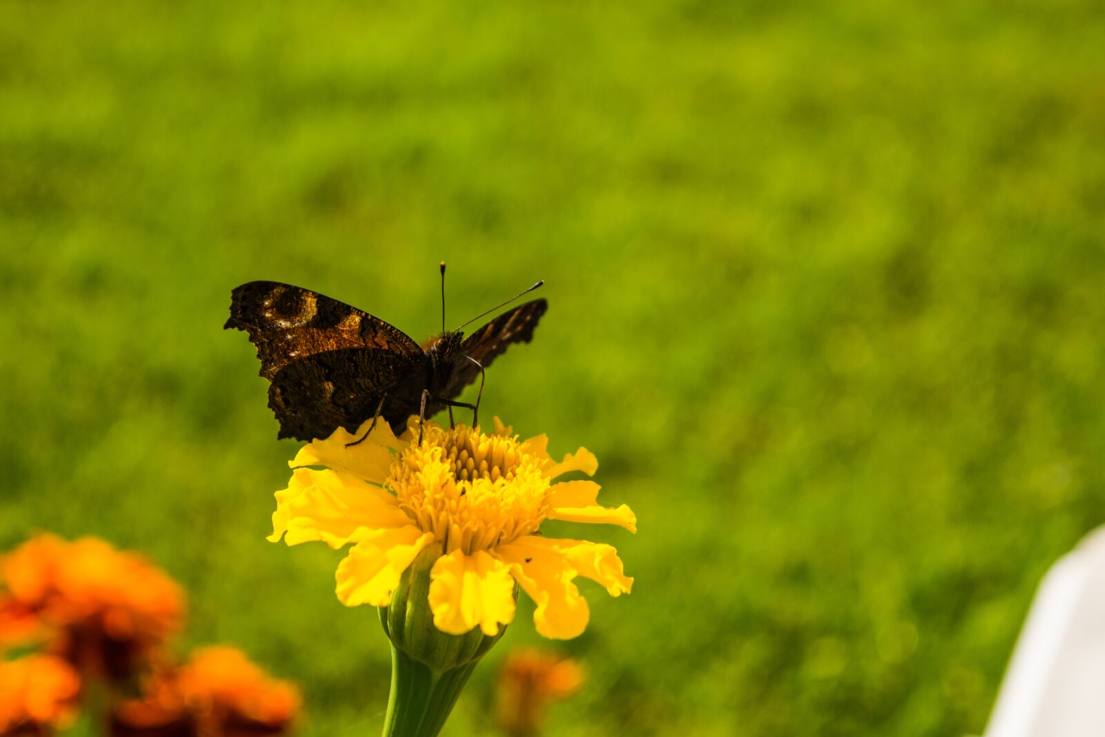 Nikon D3300 sample photo. Butterfly, wings, flower photography
