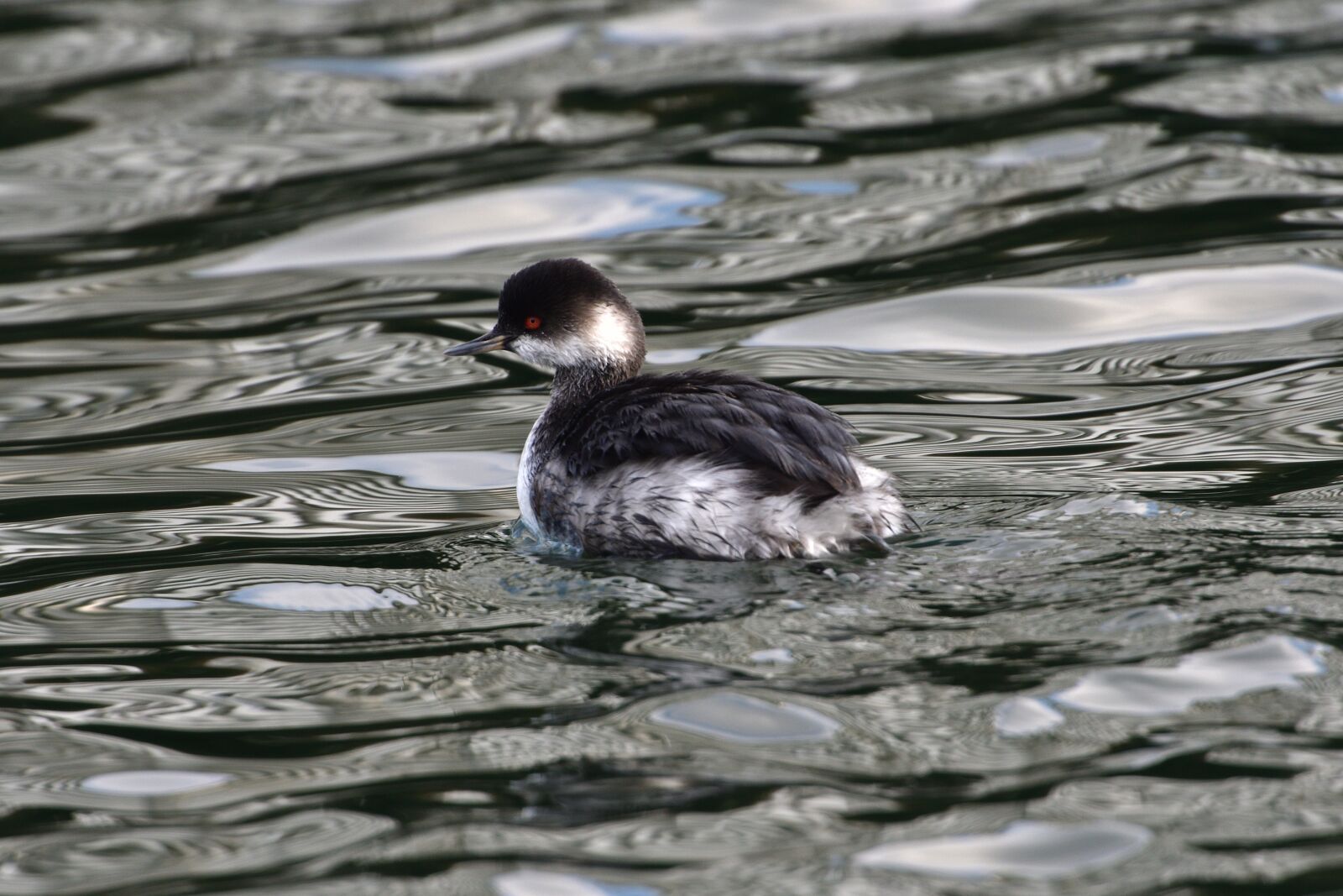 Nikon D500 sample photo. Bird, natural, waters photography