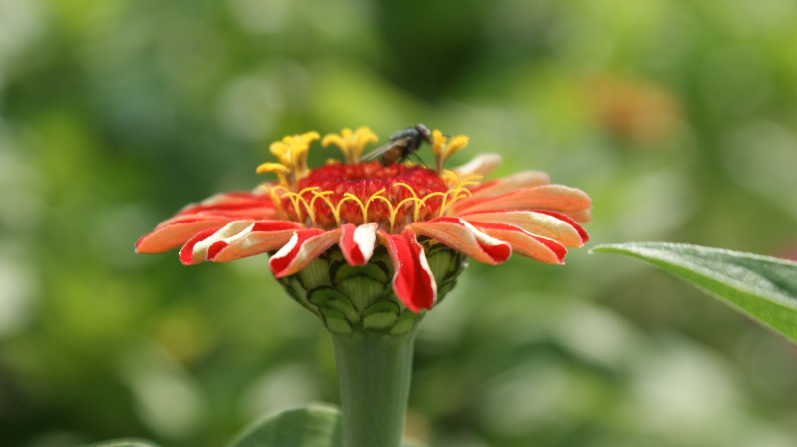 Sony Alpha DSLR-A350 sample photo. Red, flower, petals photography