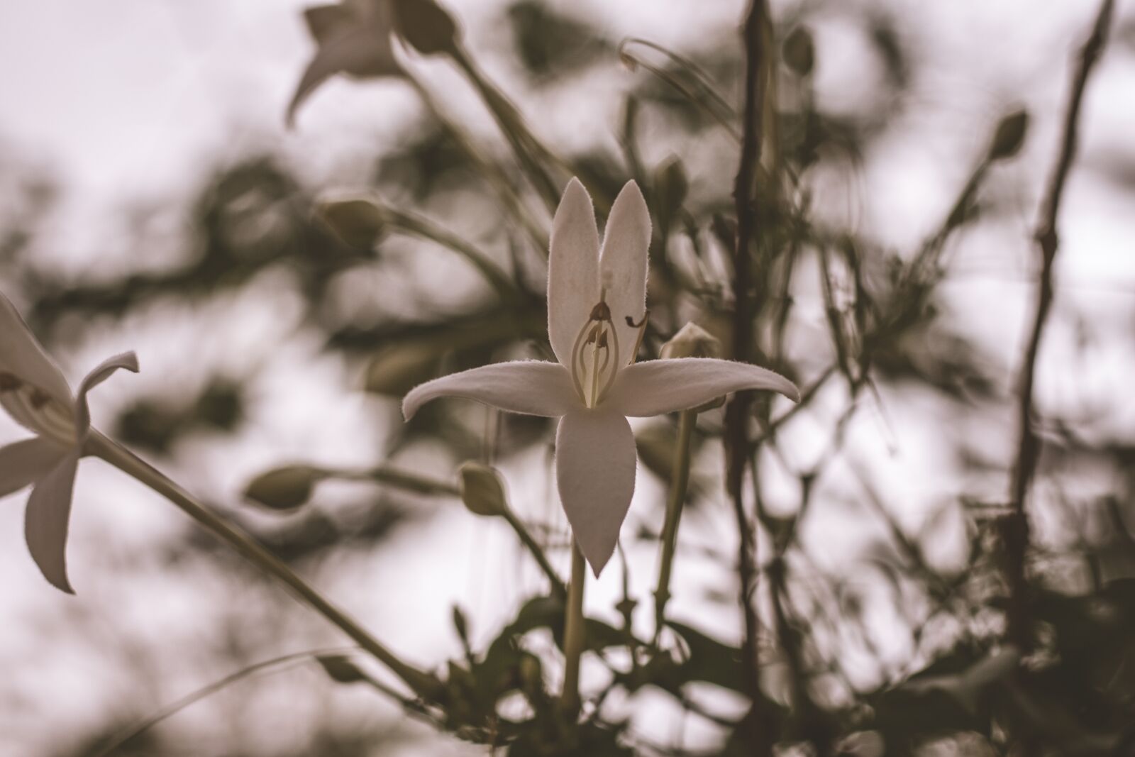 Canon EOS 700D (EOS Rebel T5i / EOS Kiss X7i) + Canon EF 50mm F1.8 STM sample photo. Flower, plant, flowers photography