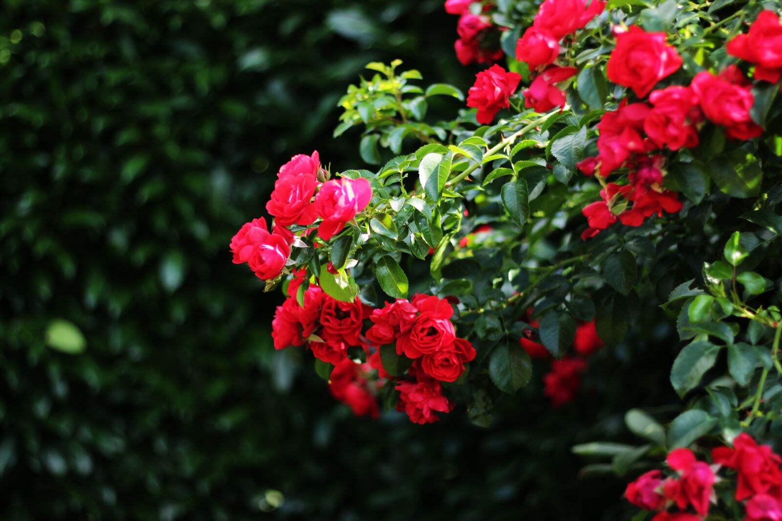 Canon EOS 600D (Rebel EOS T3i / EOS Kiss X5) + Canon EF 50mm F1.8 STM sample photo. Rose, red, blossom photography
