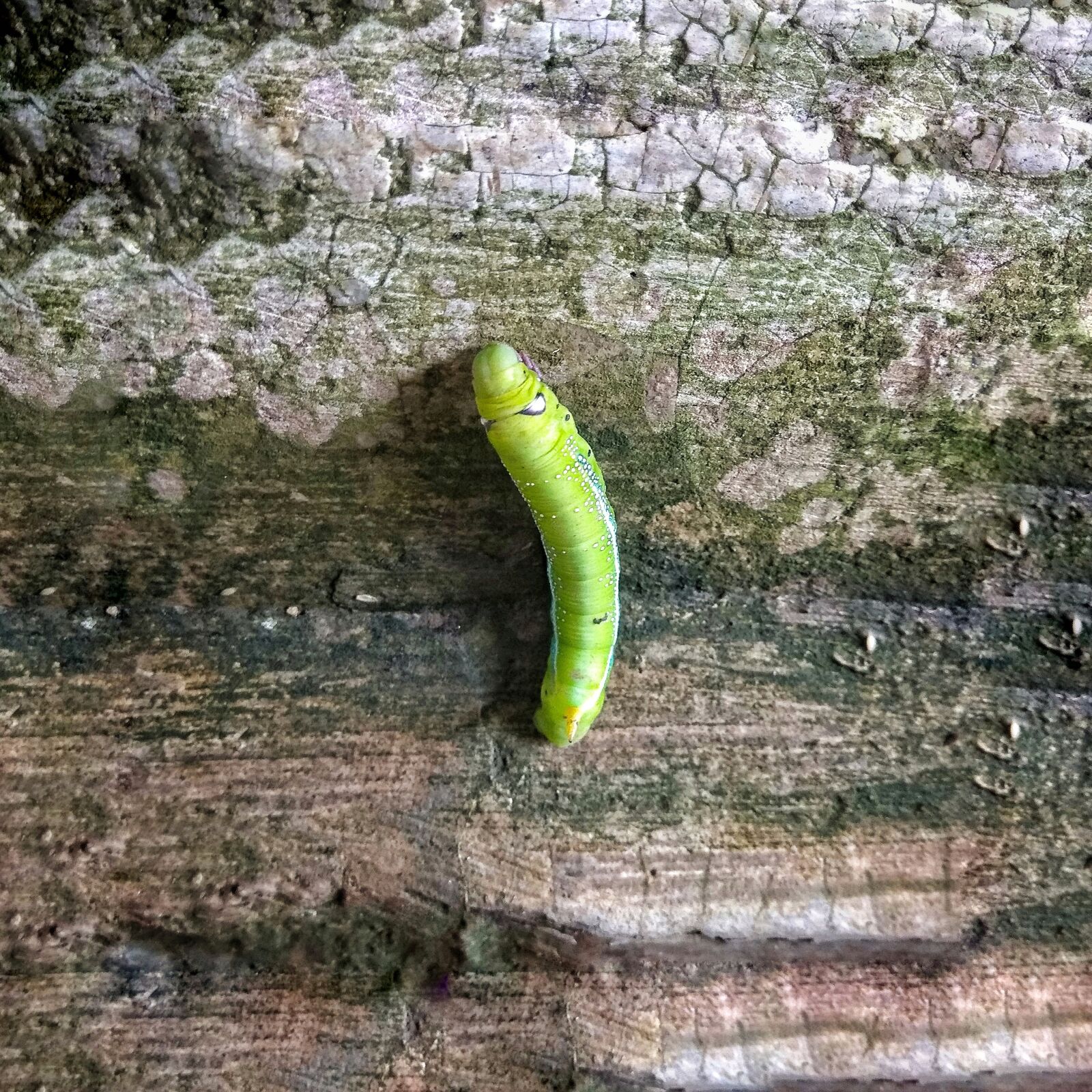 Xiaomi Redmi Note 4 sample photo. Caterpillar, animal, insect photography
