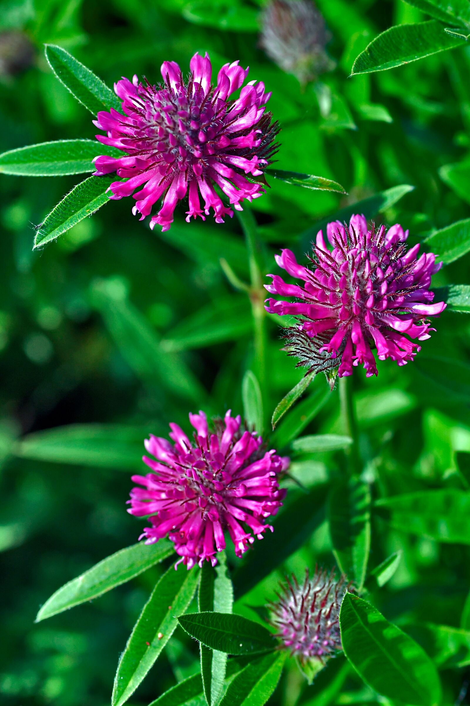 Nikon D5 sample photo. Summer flowers, plant, red photography