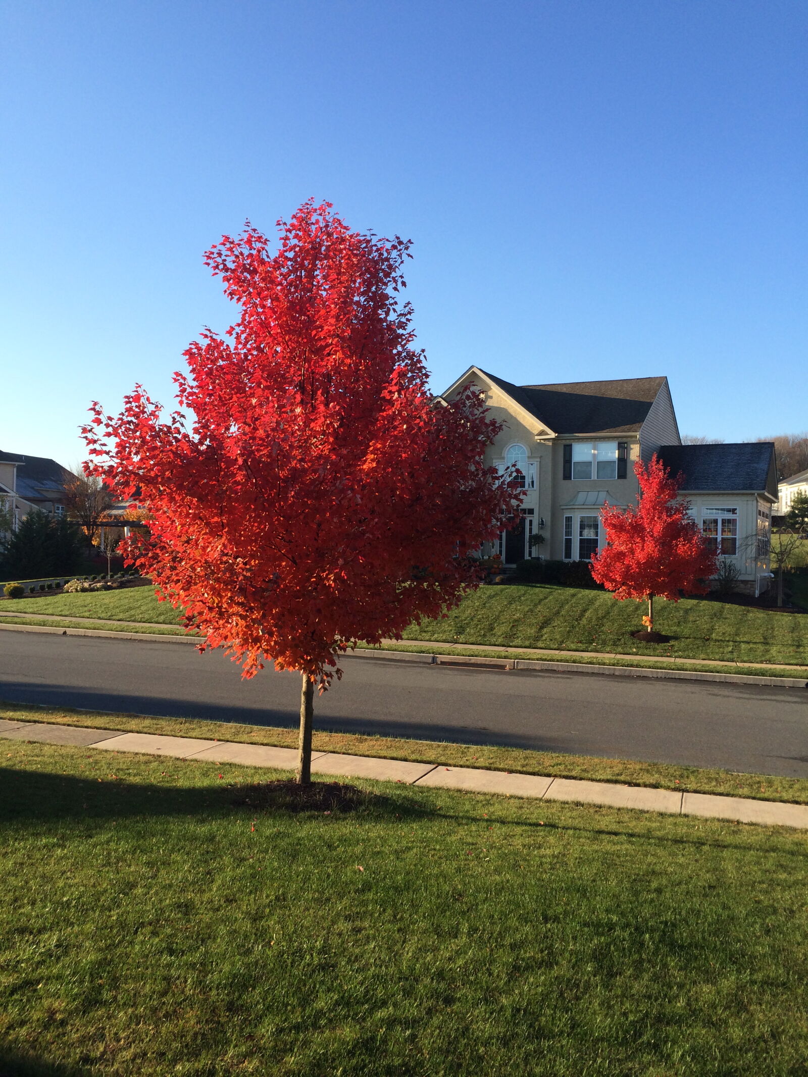 Apple iPhone 5s sample photo. Autumn, fall, fall, colors photography
