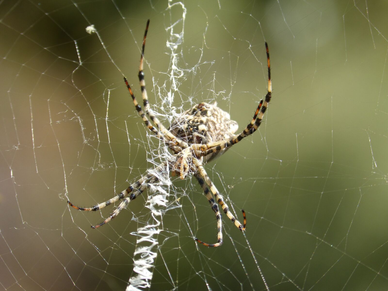 Panasonic DMC-FZ62 sample photo. Spider, web, hunt photography