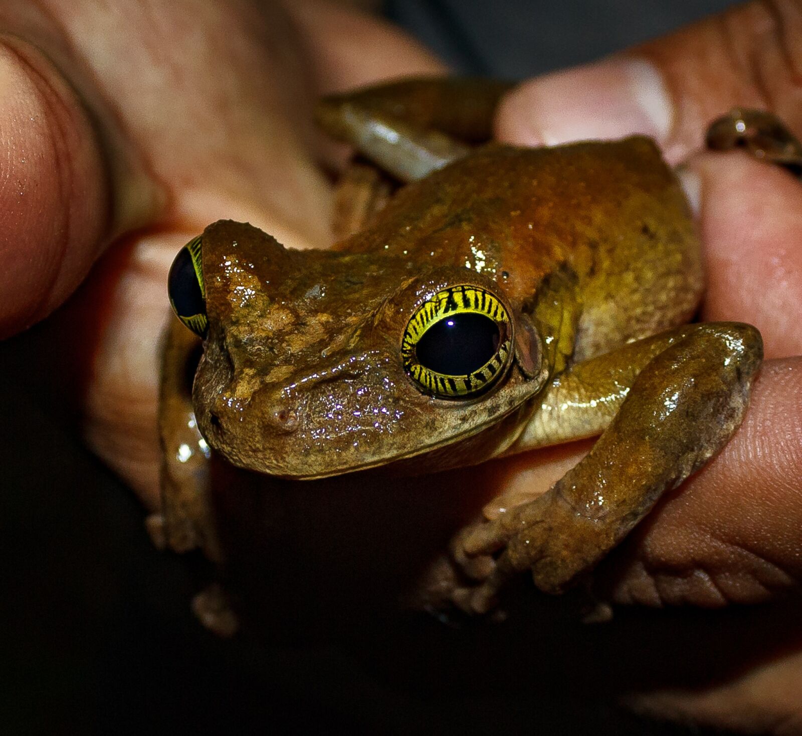 Canon EOS 600D (Rebel EOS T3i / EOS Kiss X5) sample photo. Frog, amphibious, animal photography