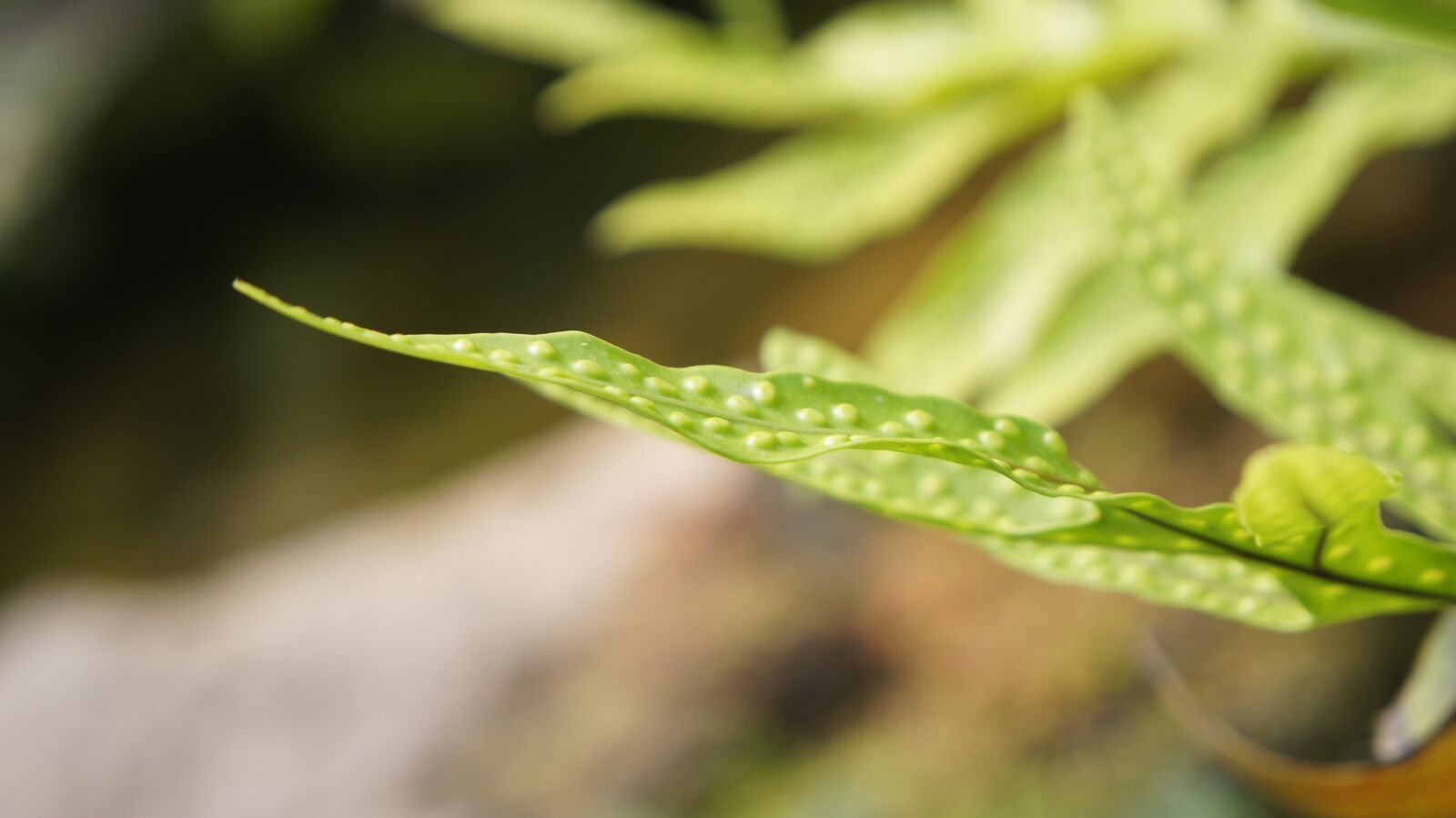 Sony SLT-A55 (SLT-A55V) sample photo. Leaves, green, nature photography