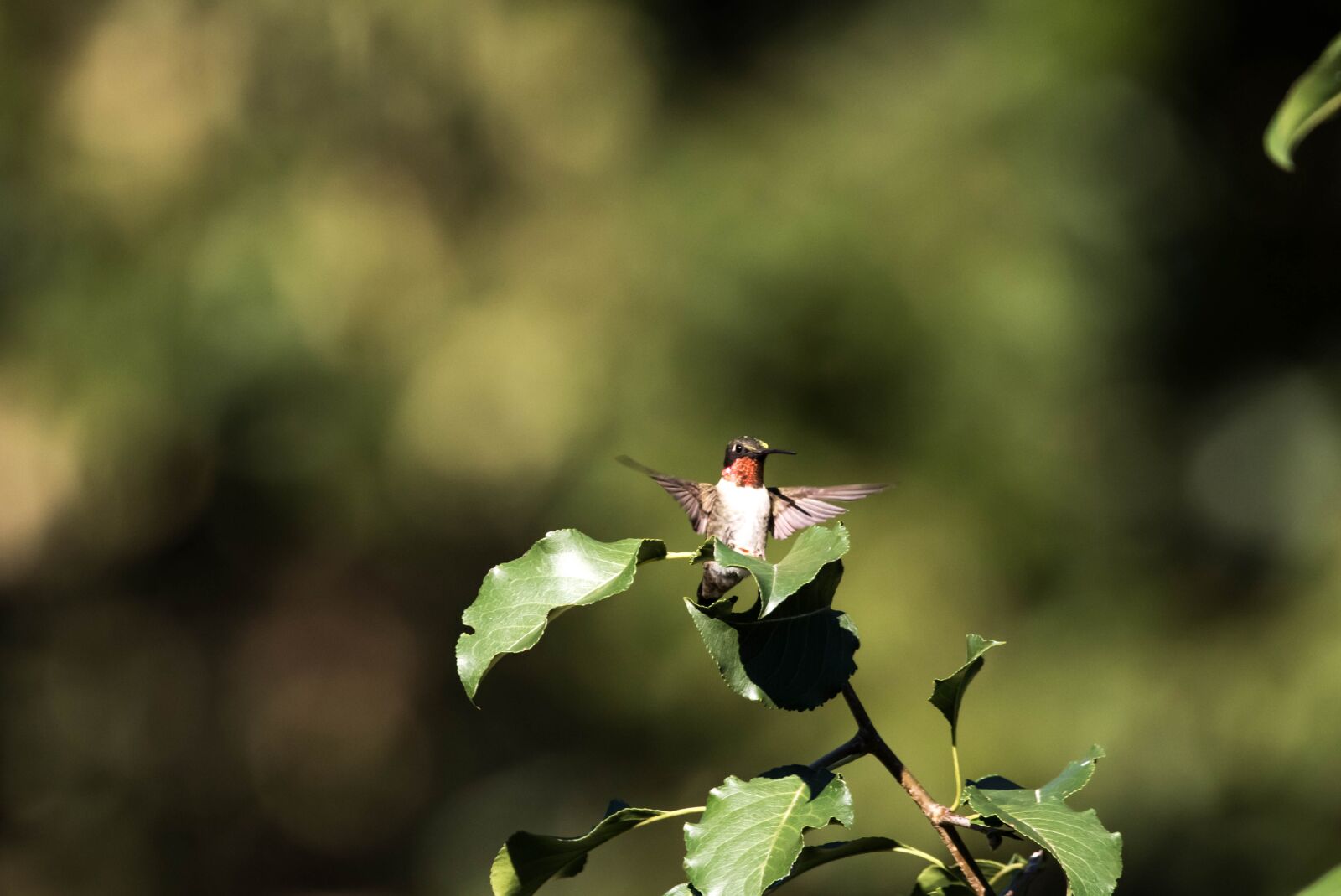 150-600mm F5-6.3 DG OS HSM | Contemporary 015 sample photo. Hummingbird, flying, nature photography