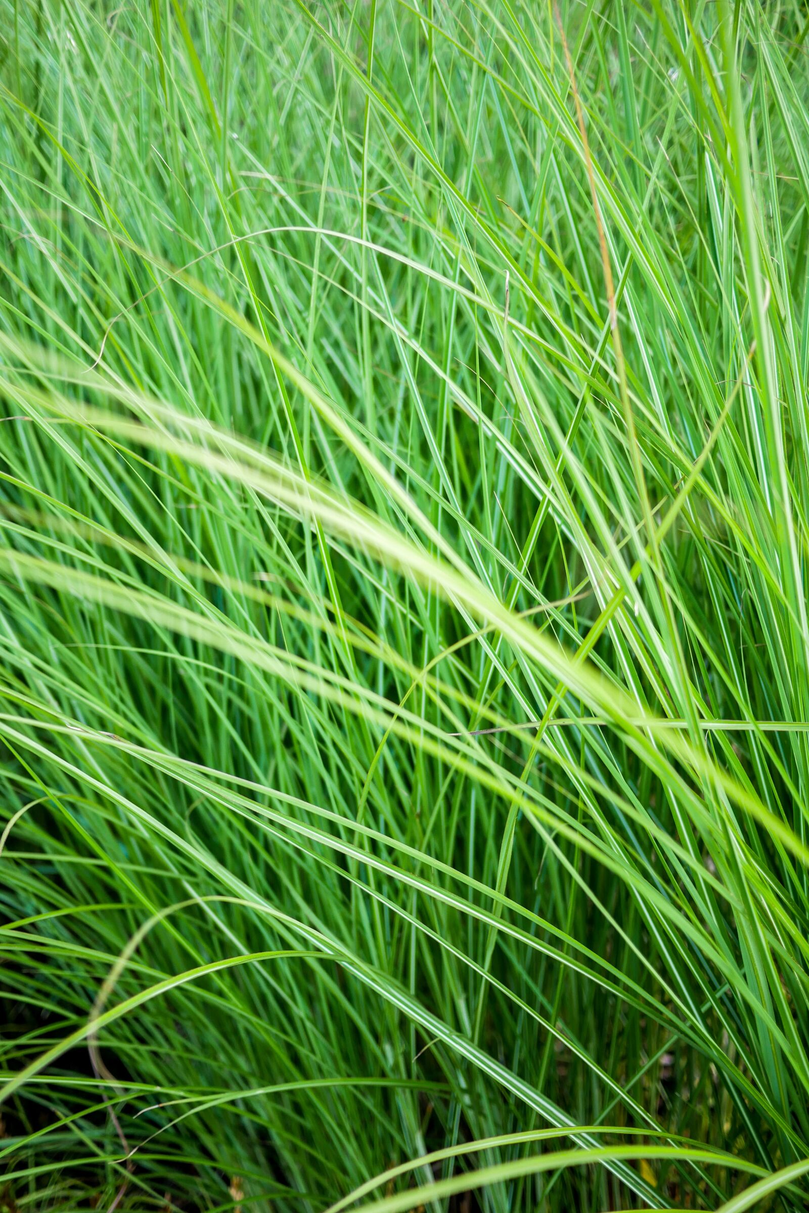 LUMIX G 20/F1.7 II sample photo. Grass, green, nature photography