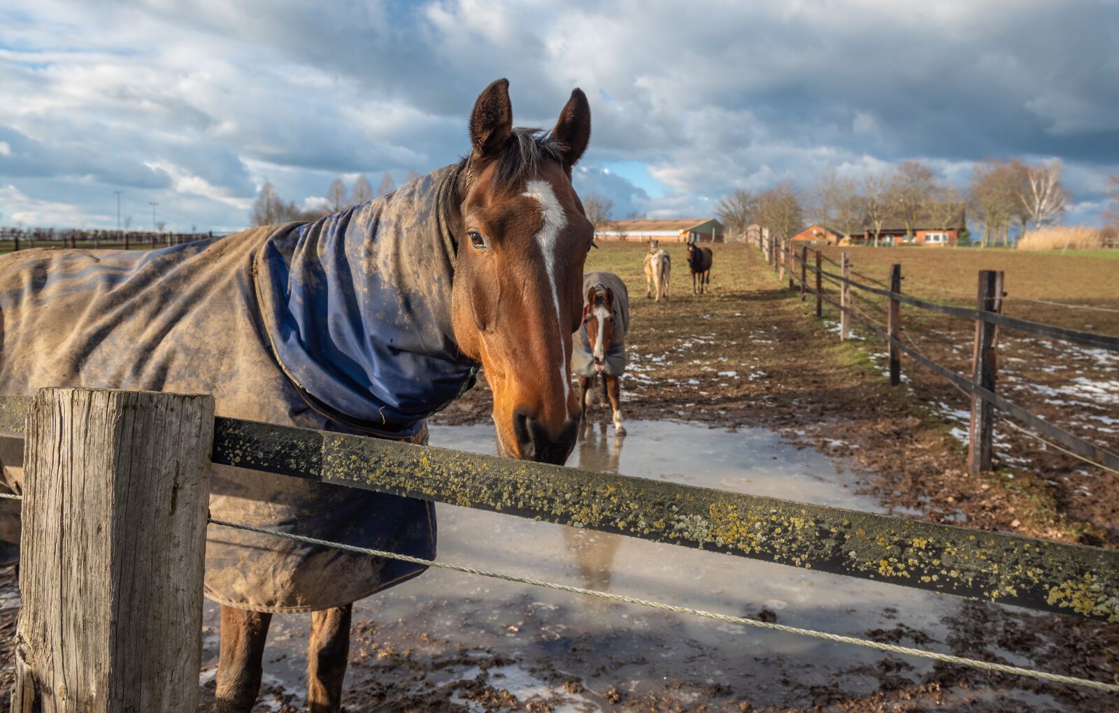 Nikon D750 sample photo. Paddock, horse head, horse photography
