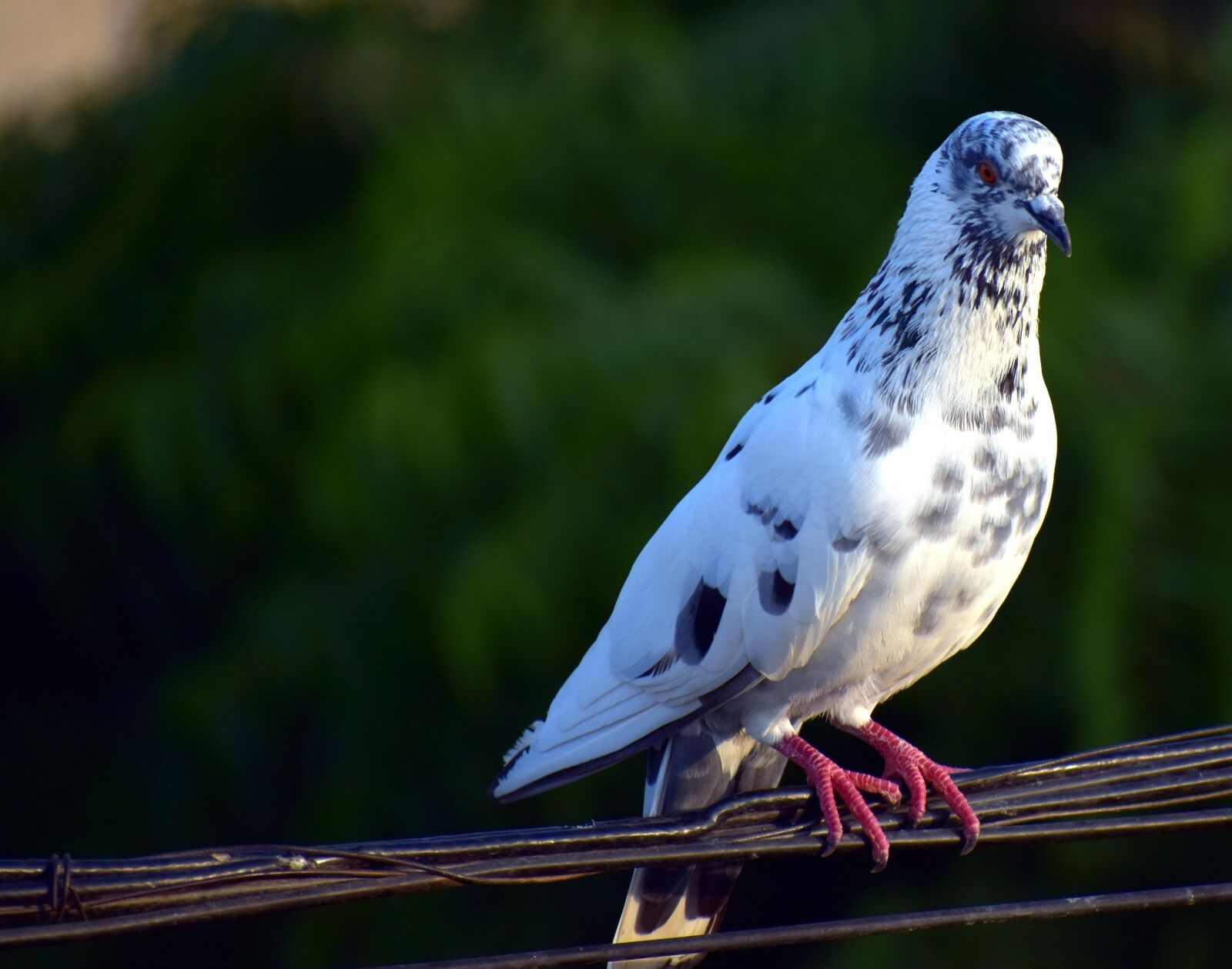 Nikon D5600 sample photo. White pigeon, feral pigeon photography