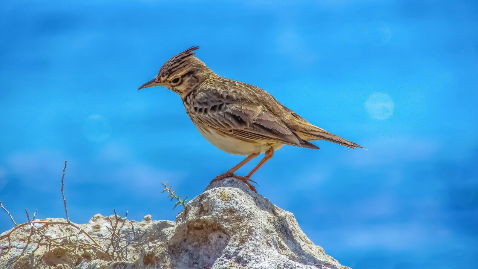 Canon PowerShot SX400 IS sample photo. Lark, nature, wildlife photography