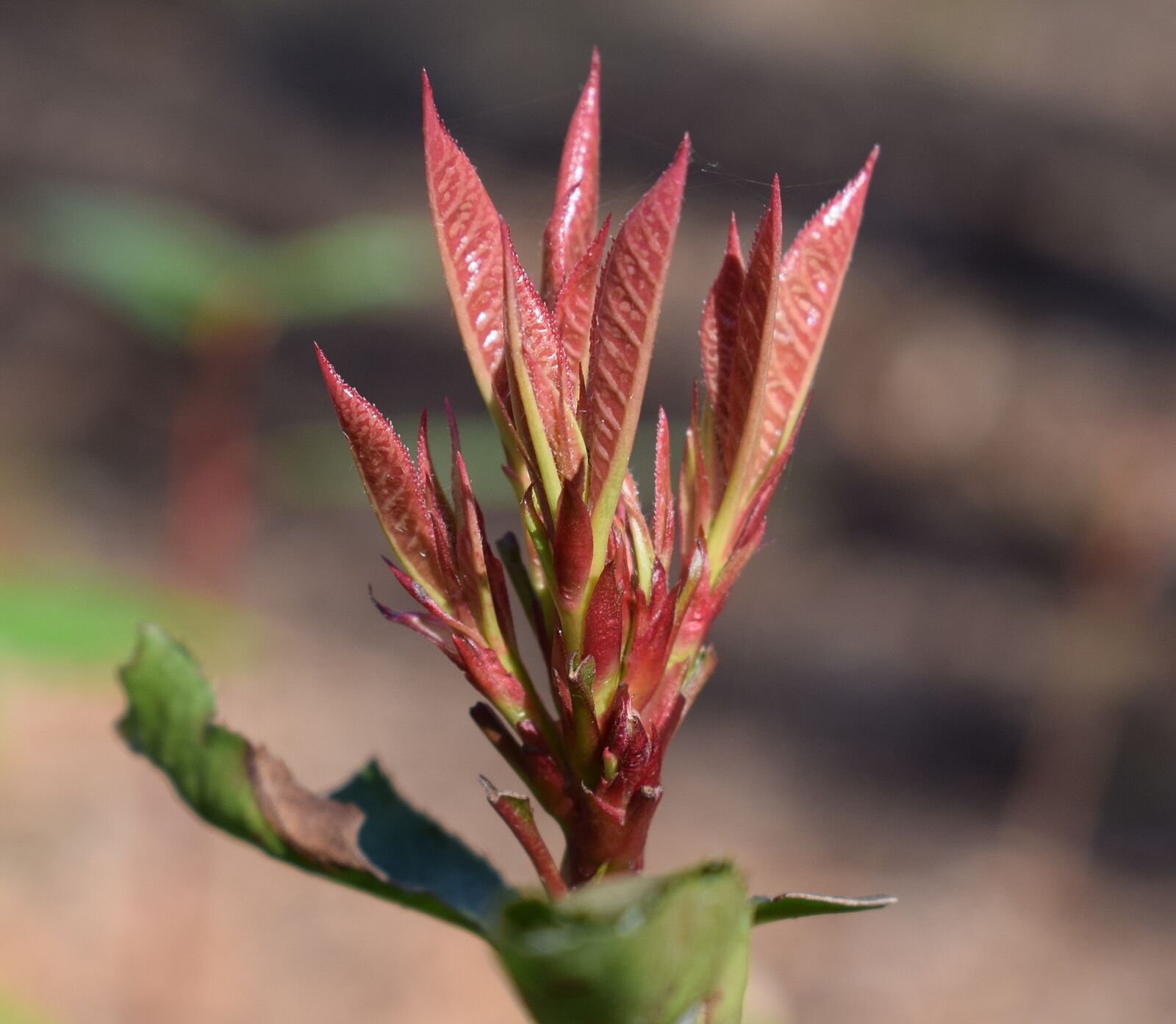 Nikon D3300 sample photo. New leaves, leaves, plant photography