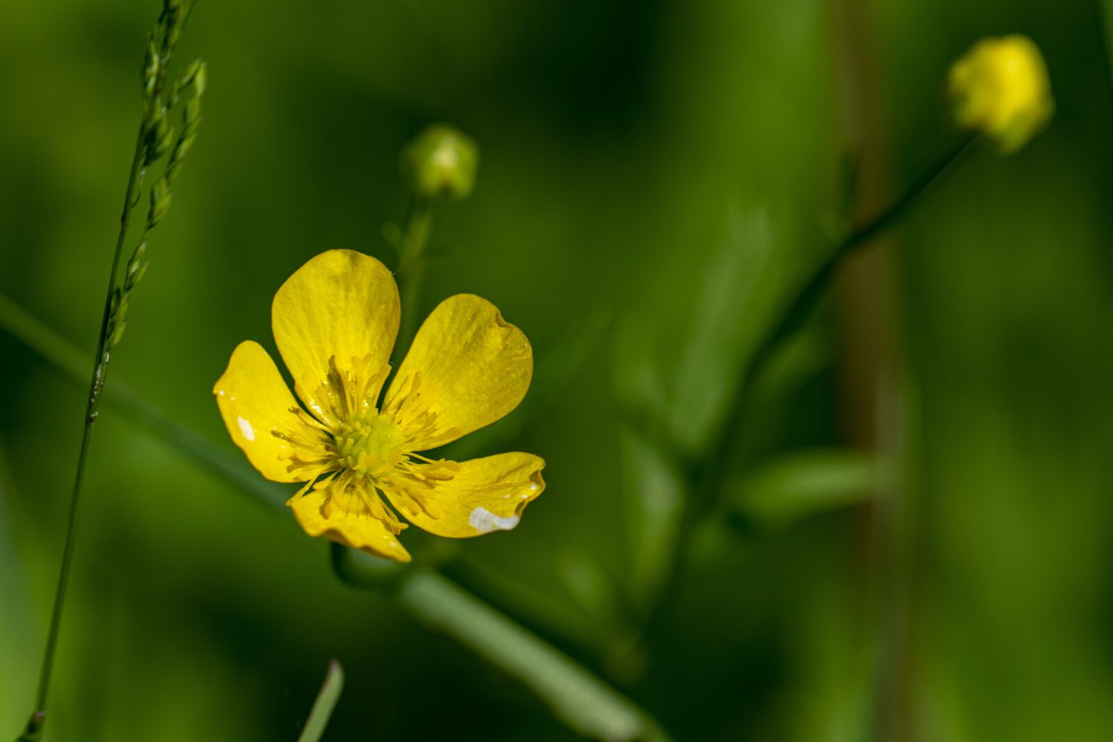 Nikon D5300 sample photo. Macro, flower, wildflower photography
