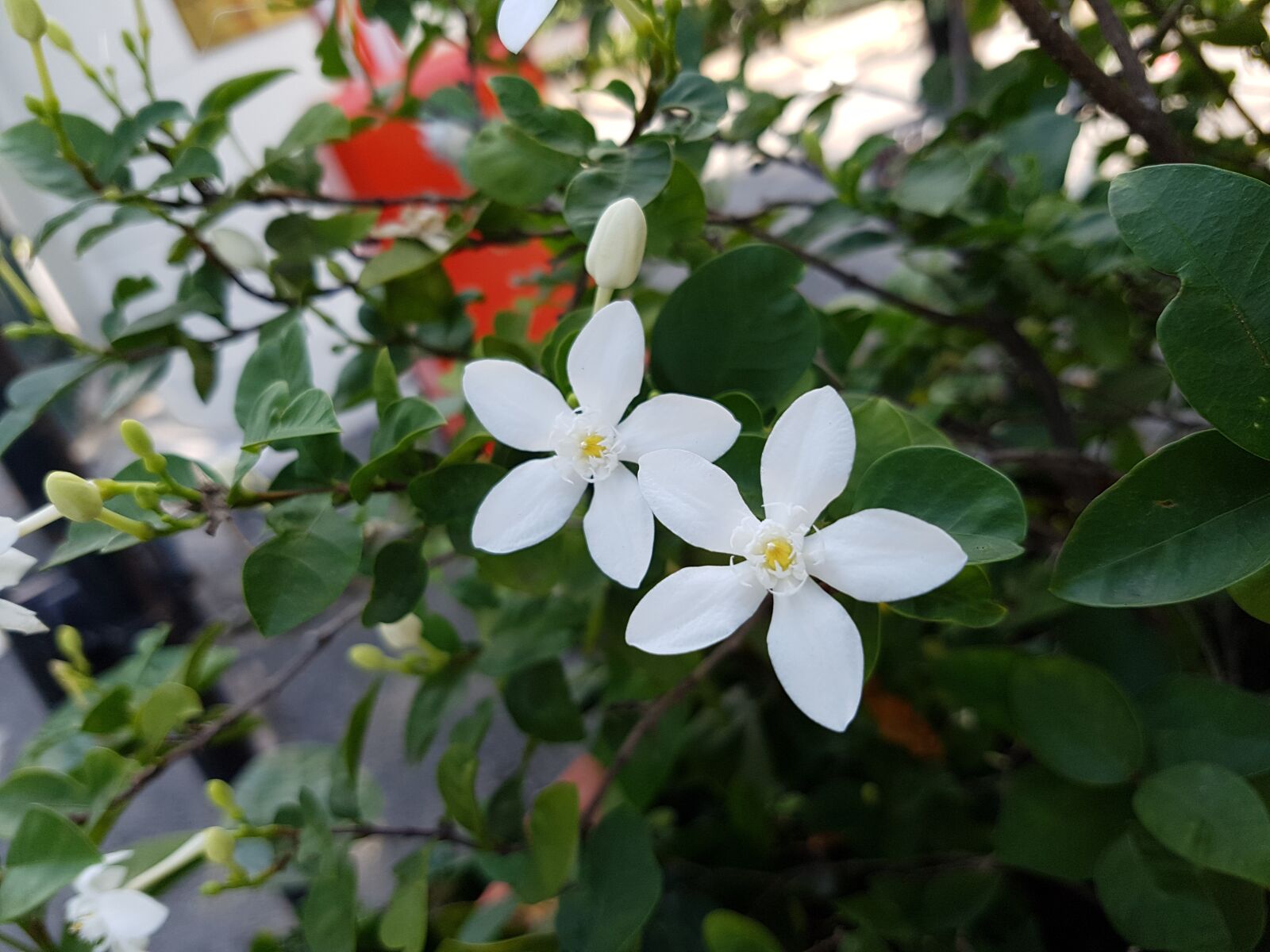 Samsung Galaxy S7 sample photo. White, flower, plant photography