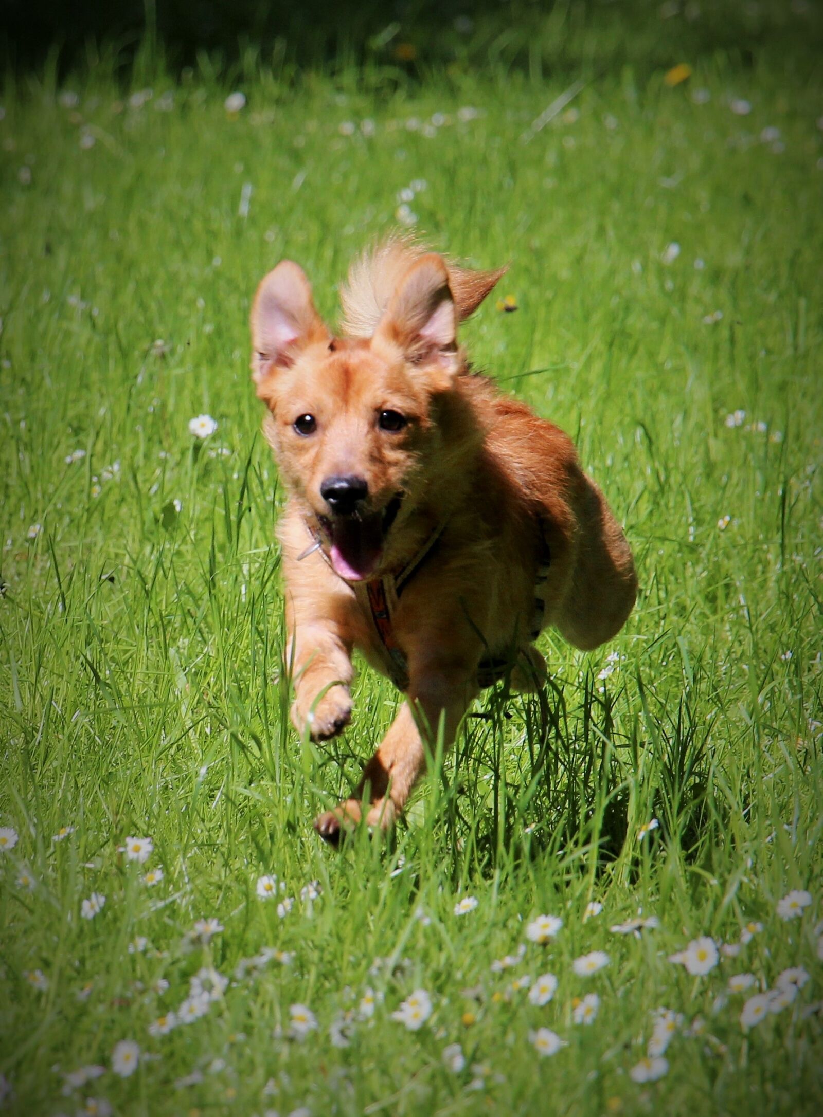 Canon EOS 700D (EOS Rebel T5i / EOS Kiss X7i) sample photo. Dog, run, jump photography