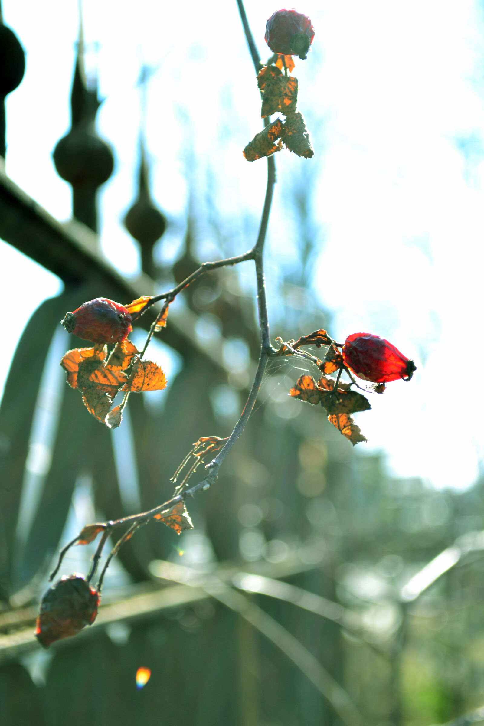 Nikon D3100 sample photo. Autumn, cemetery, dried, fruit photography