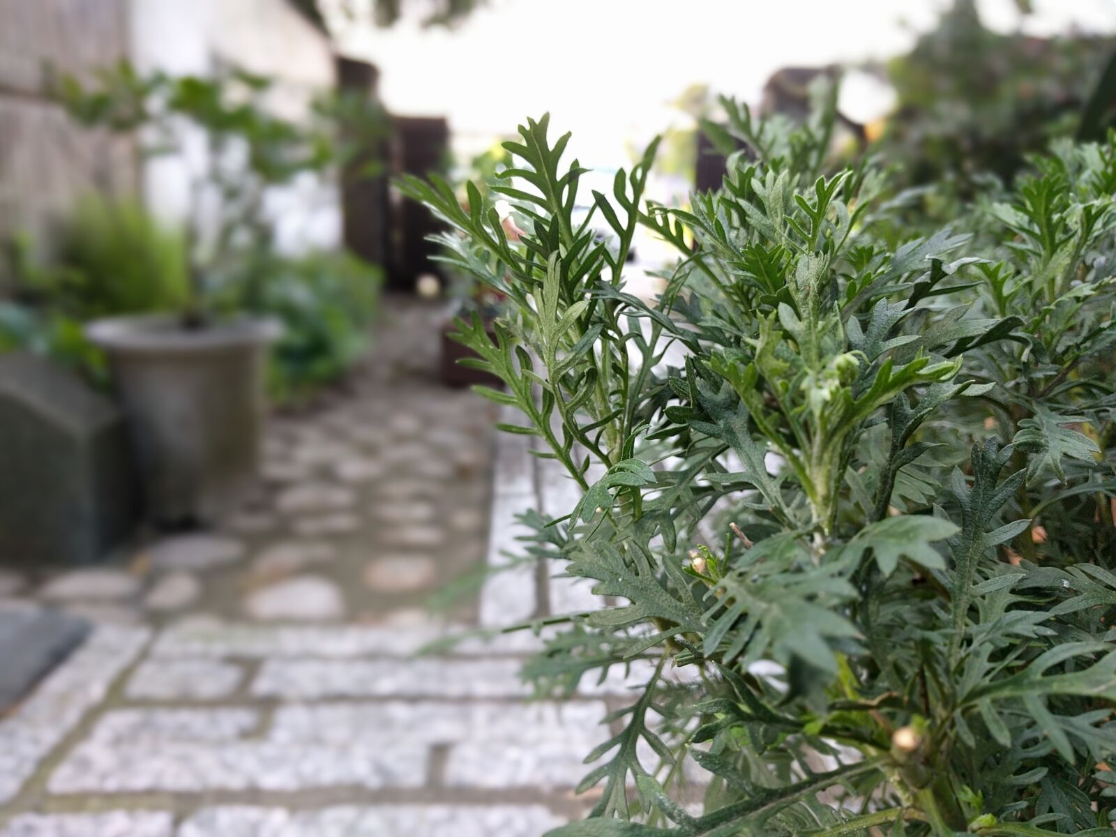 LG Nexus 5X sample photo. Japan, garden, green photography