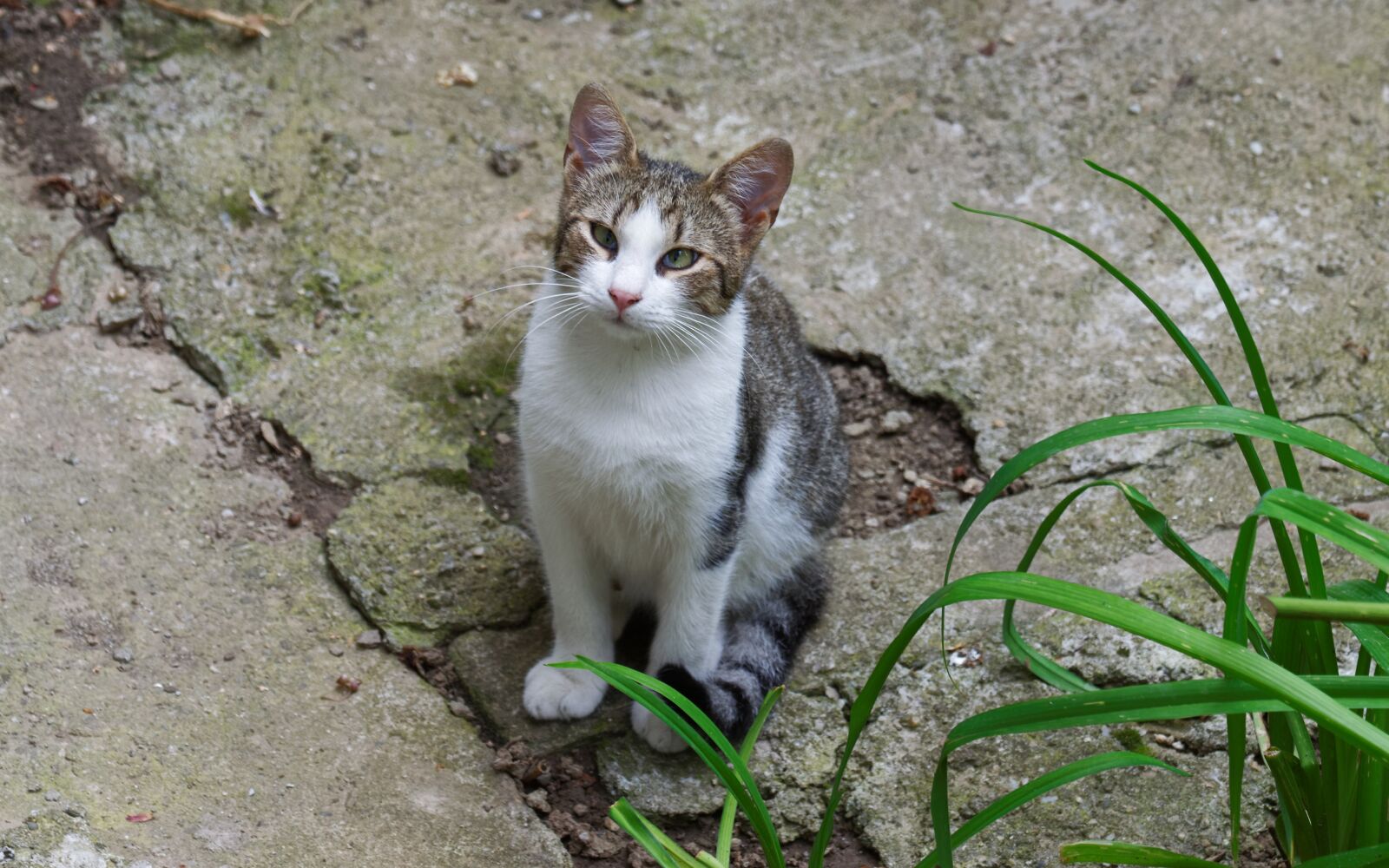 Nikon D5300 sample photo. Cat, pet, feline photography