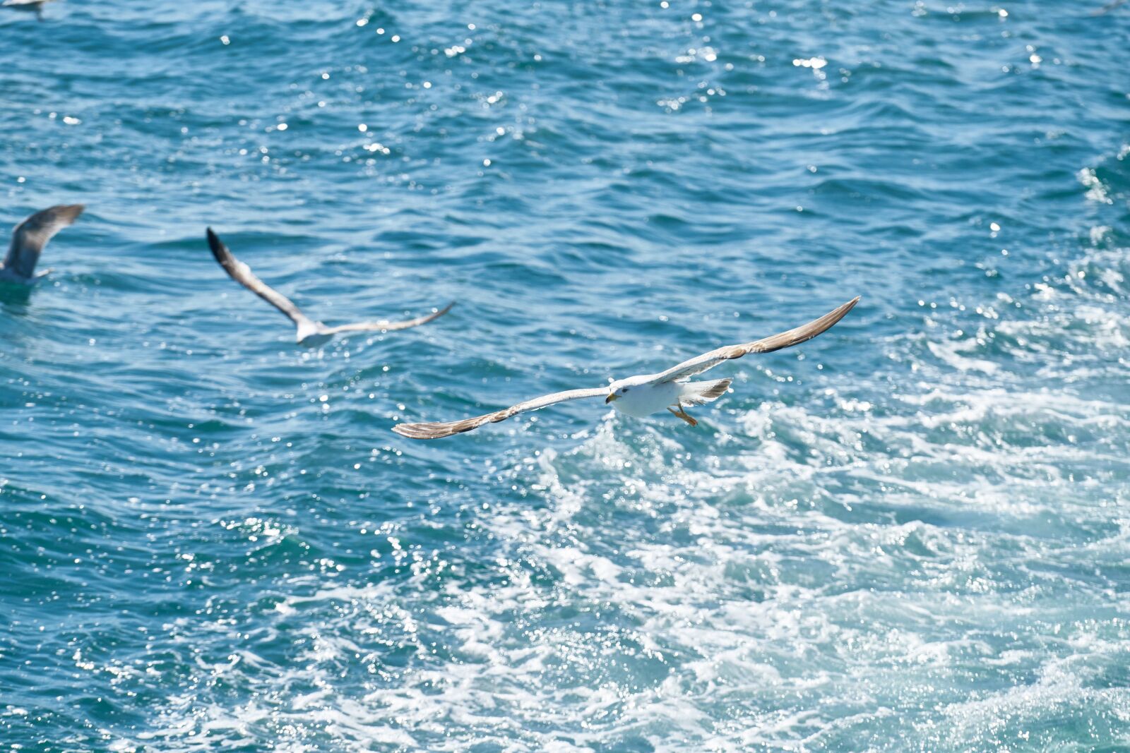 Sony FE 70-200mm F4 G OSS sample photo. Seagull, fly, marine photography