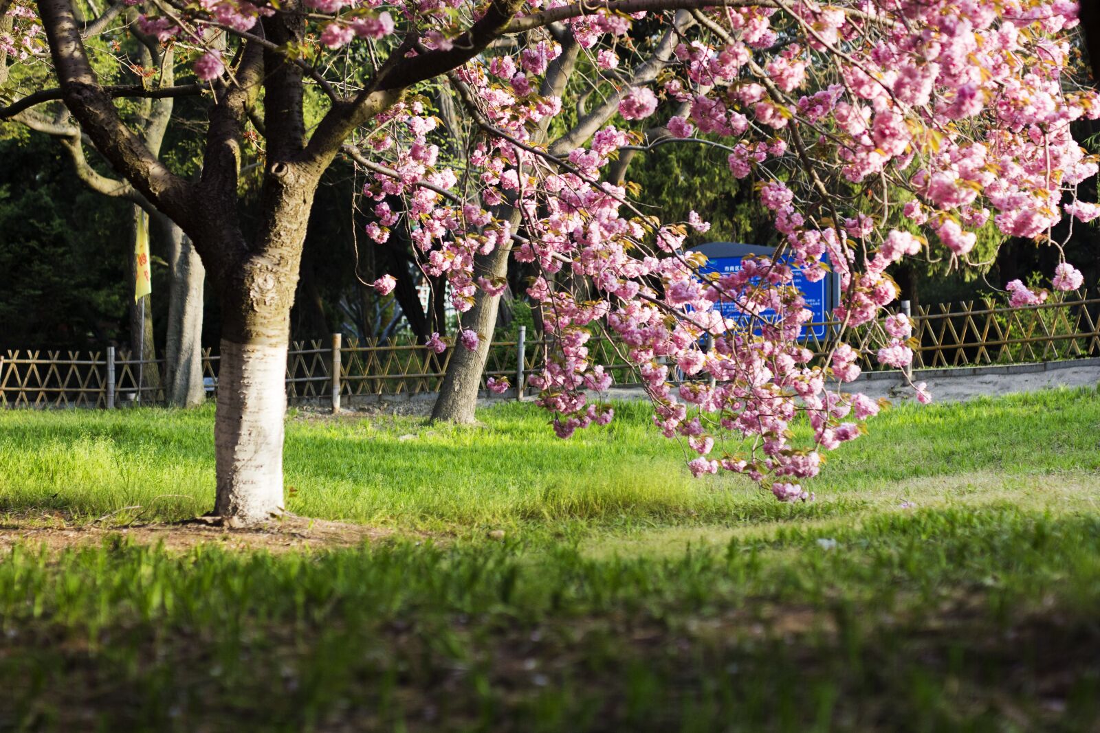 Canon EOS 60D sample photo. Flower, tree, grassland photography