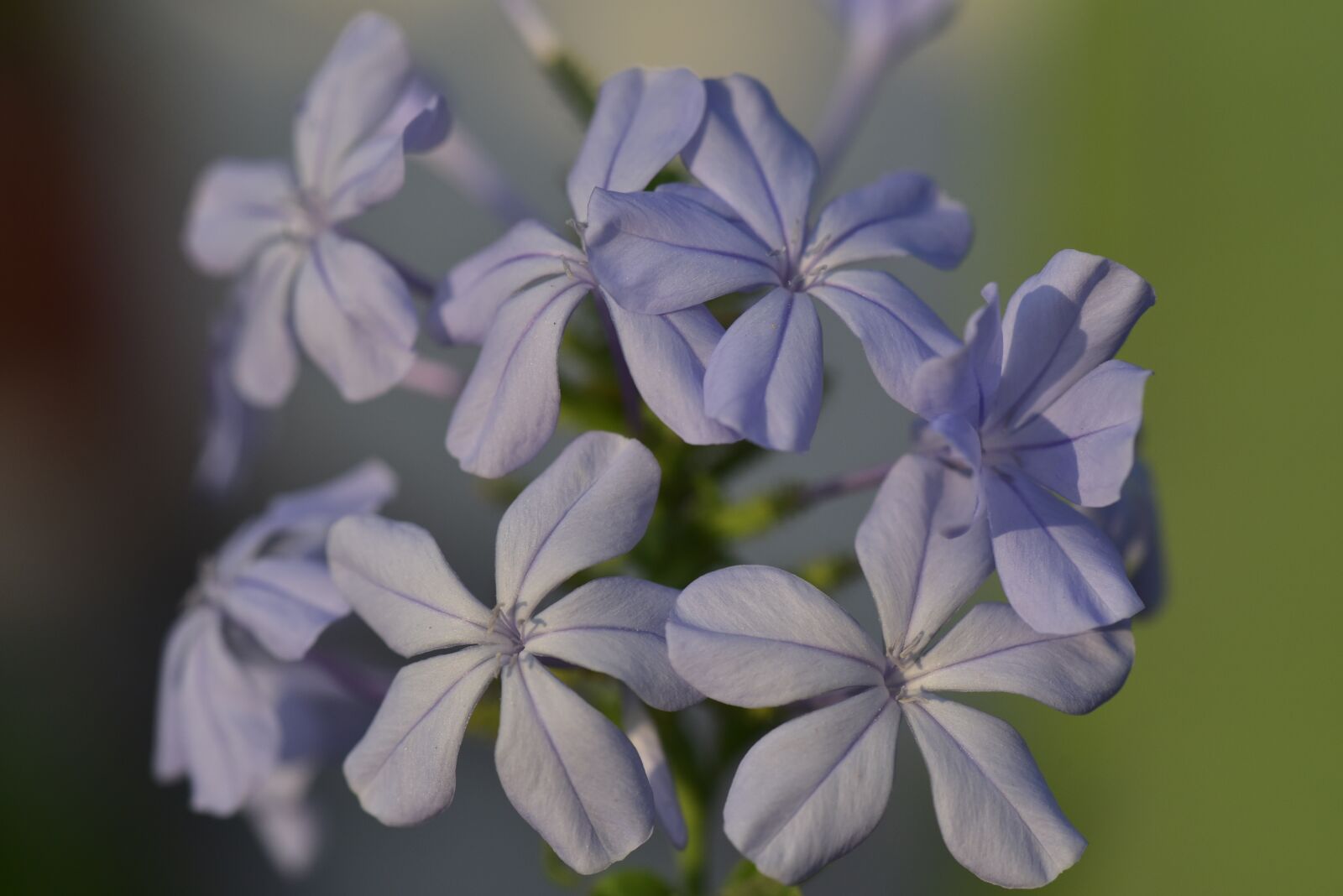 Nikon D750 sample photo. Auriculata, plumbago auriculata, cape photography