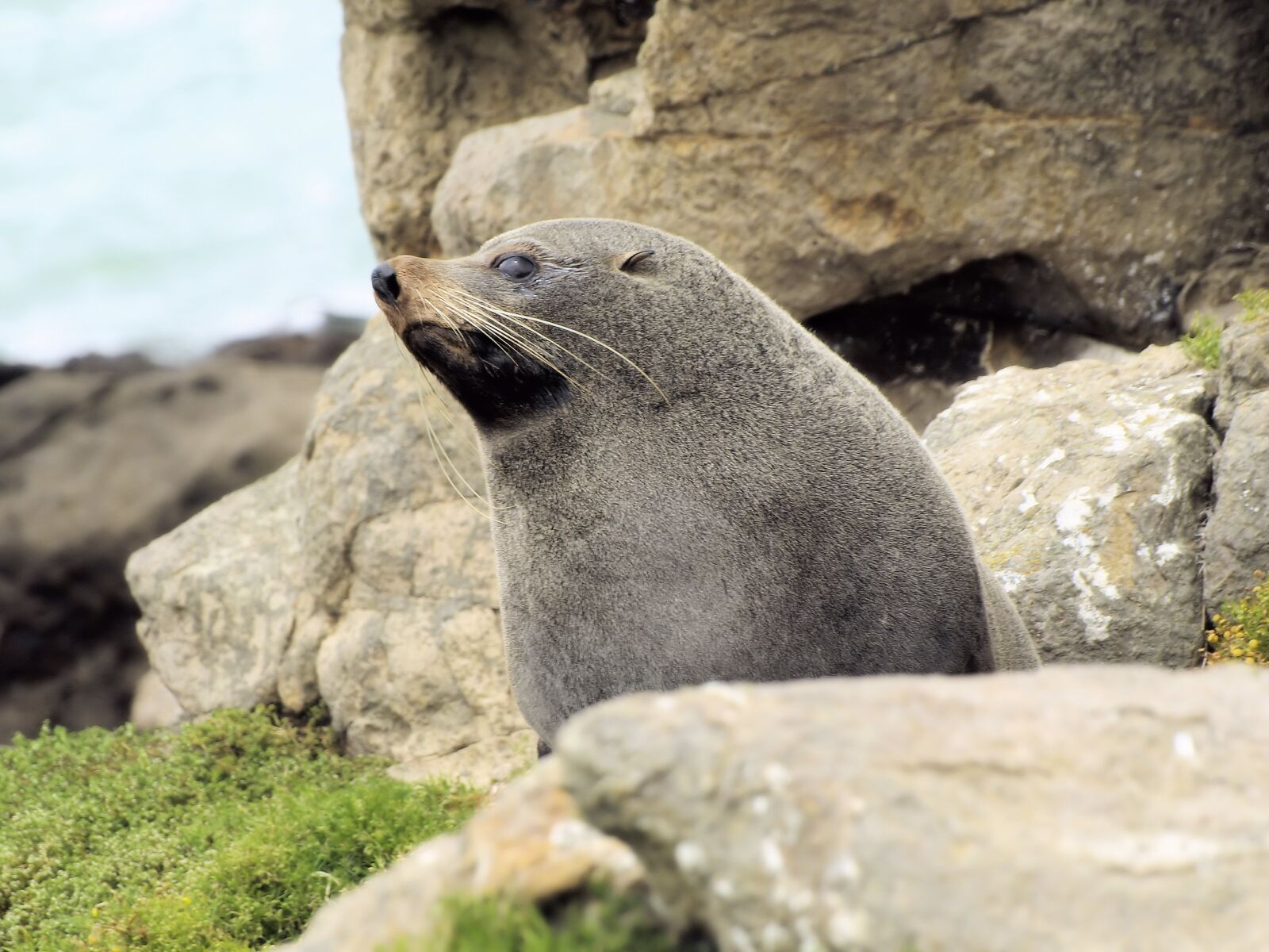 Olympus E-400 (EVOLT E-400) sample photo. Seal, rocks, mammal photography