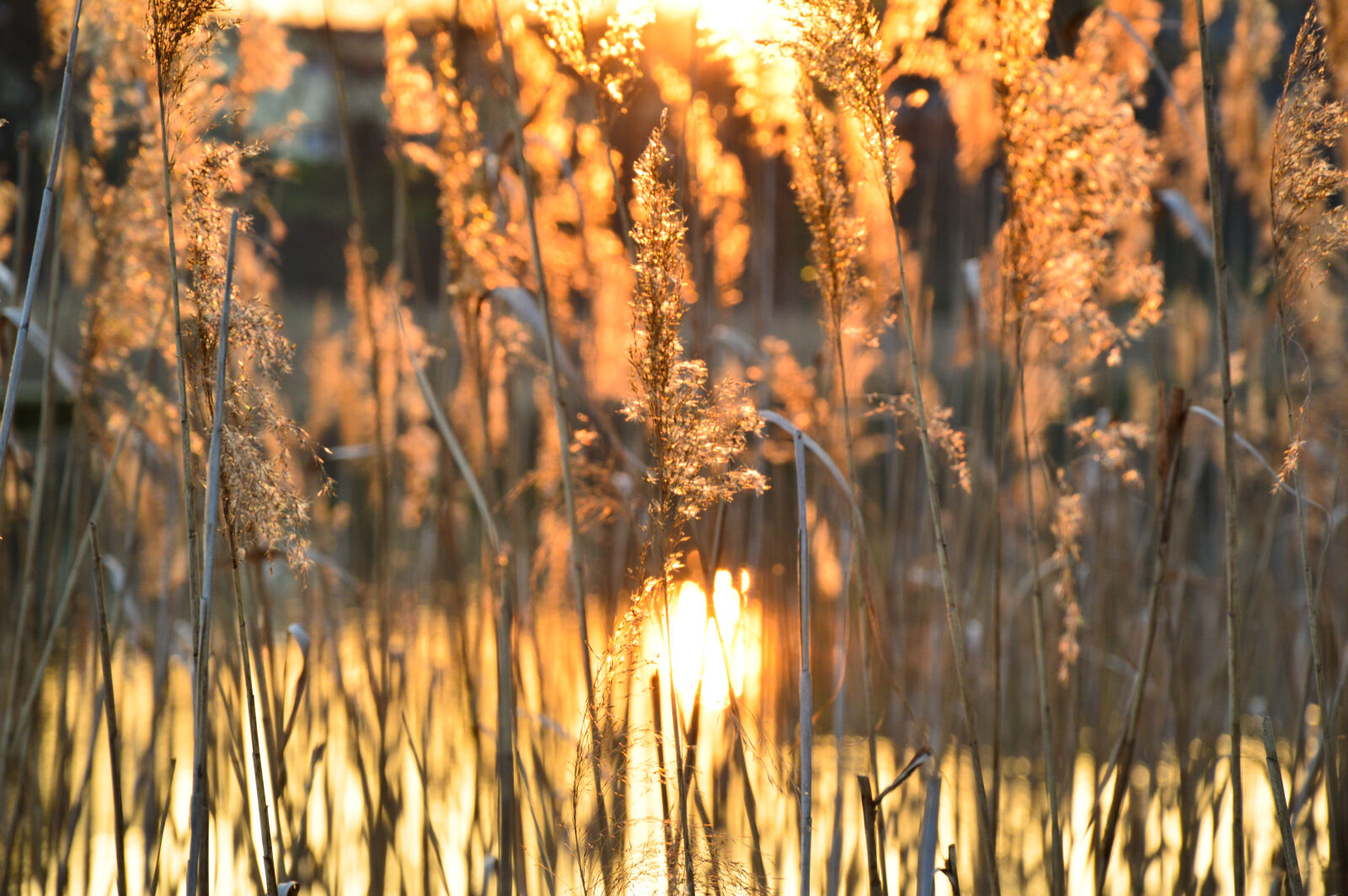 Nikon D3200 sample photo