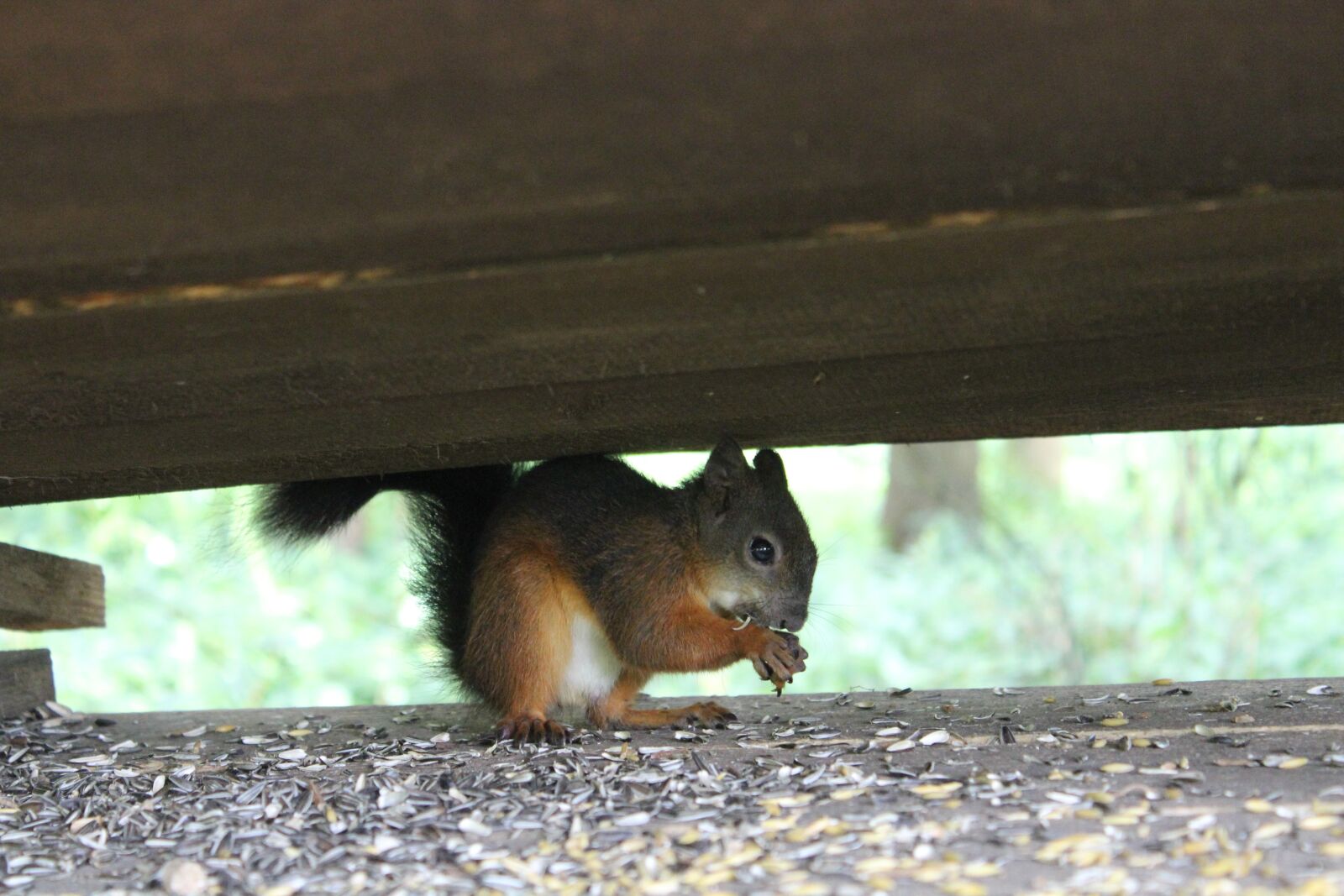 Canon EOS 1300D (EOS Rebel T6 / EOS Kiss X80) sample photo. Squirrel, eat, cute photography