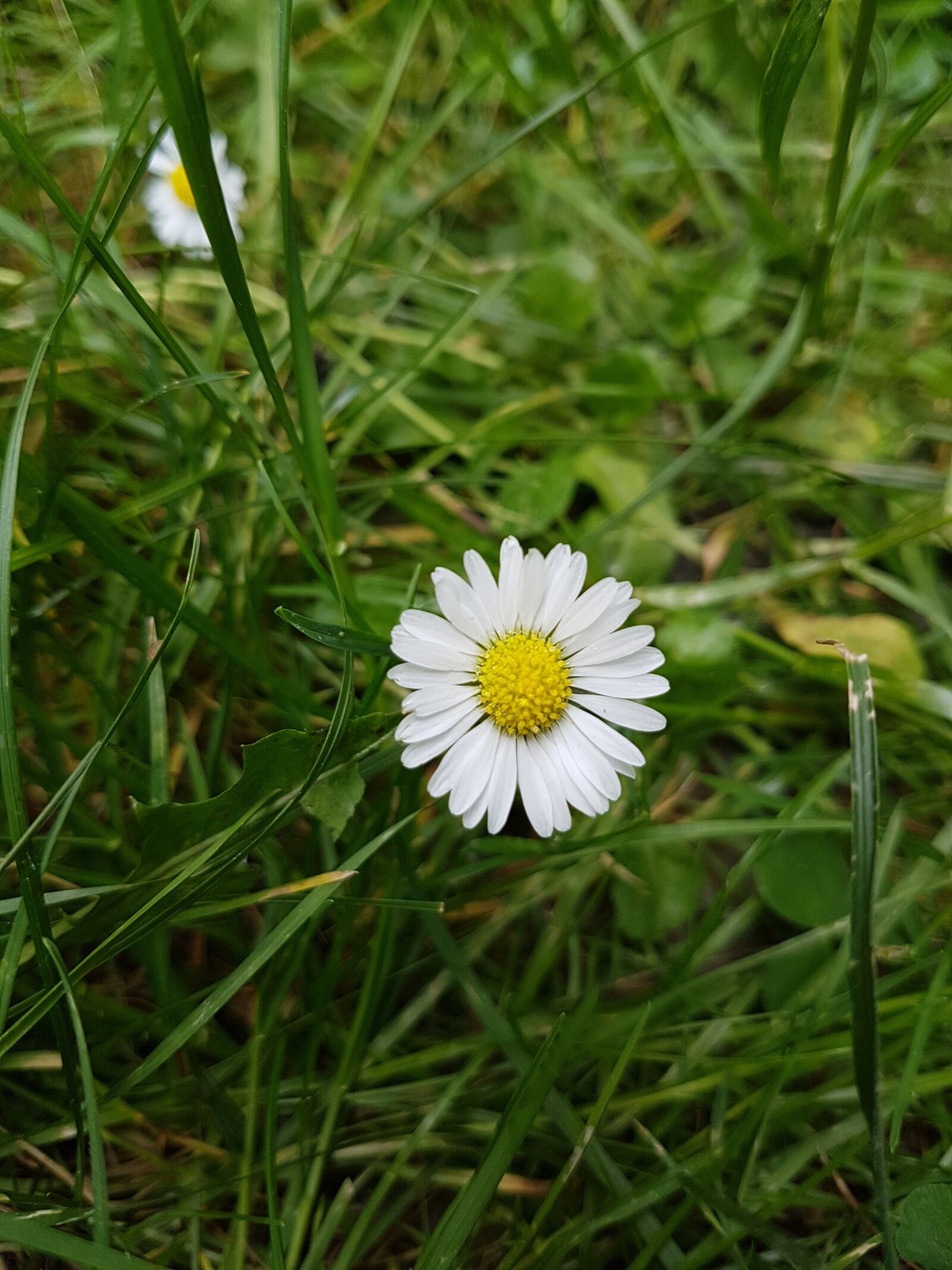 Samsung Galaxy S7 sample photo. Nature, plant, summer photography