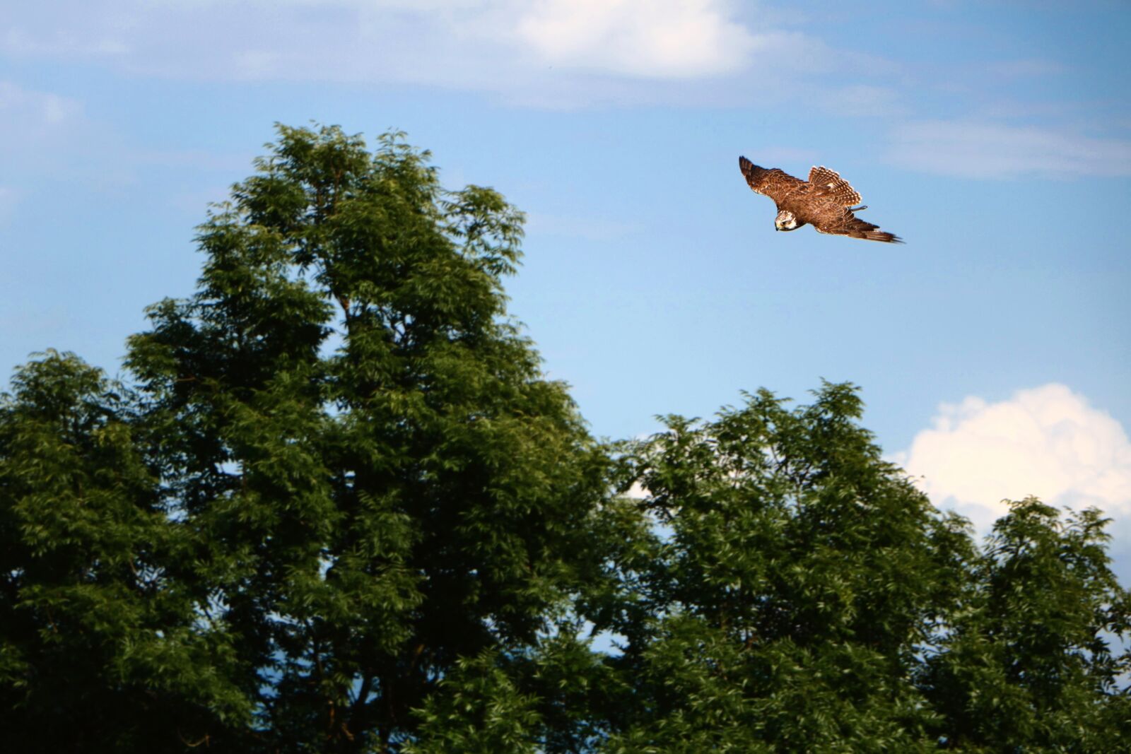 Canon EOS 760D (EOS Rebel T6s / EOS 8000D) sample photo. Tree, bird, sky photography
