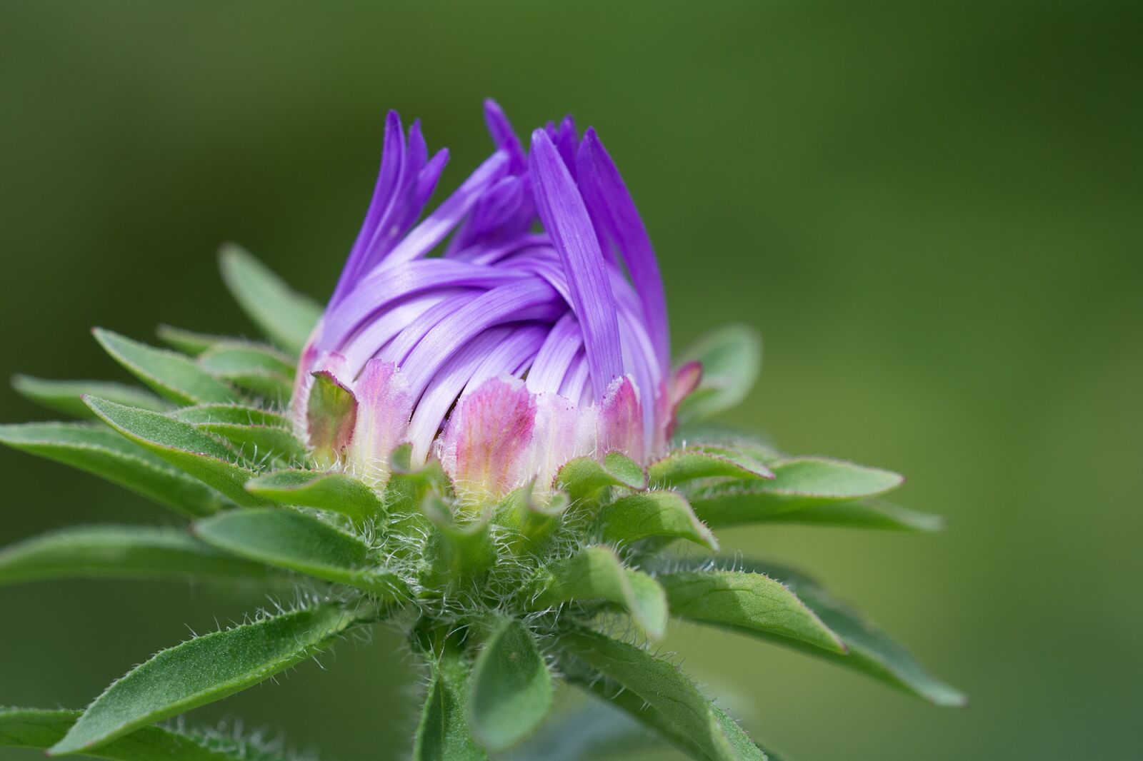 Nikon D7100 sample photo. Flower, violet, violet flower photography