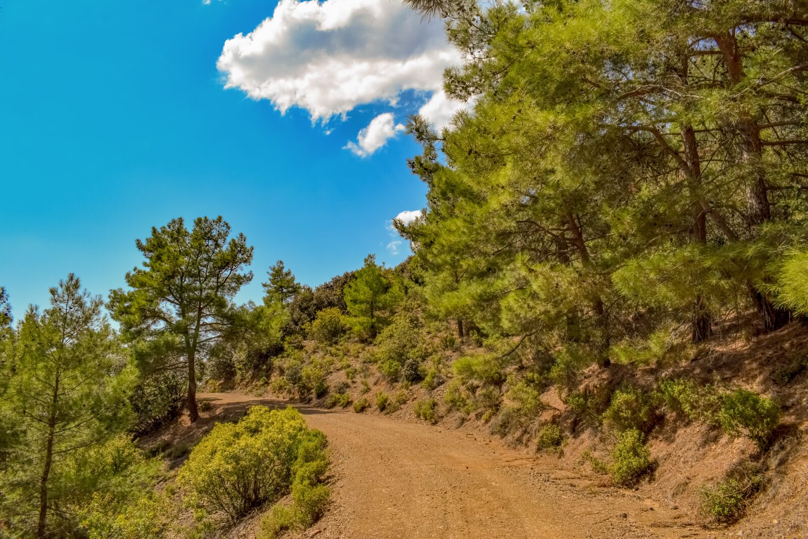 Nikon D3300 sample photo. Dirt road, forest, woods photography