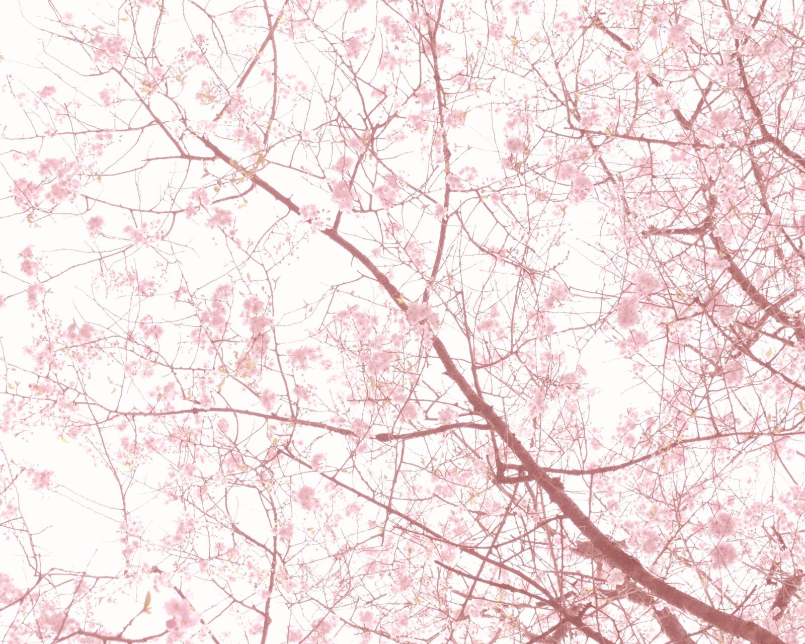 Nikon 1 J2 sample photo. Cherry, blossom, spring photography
