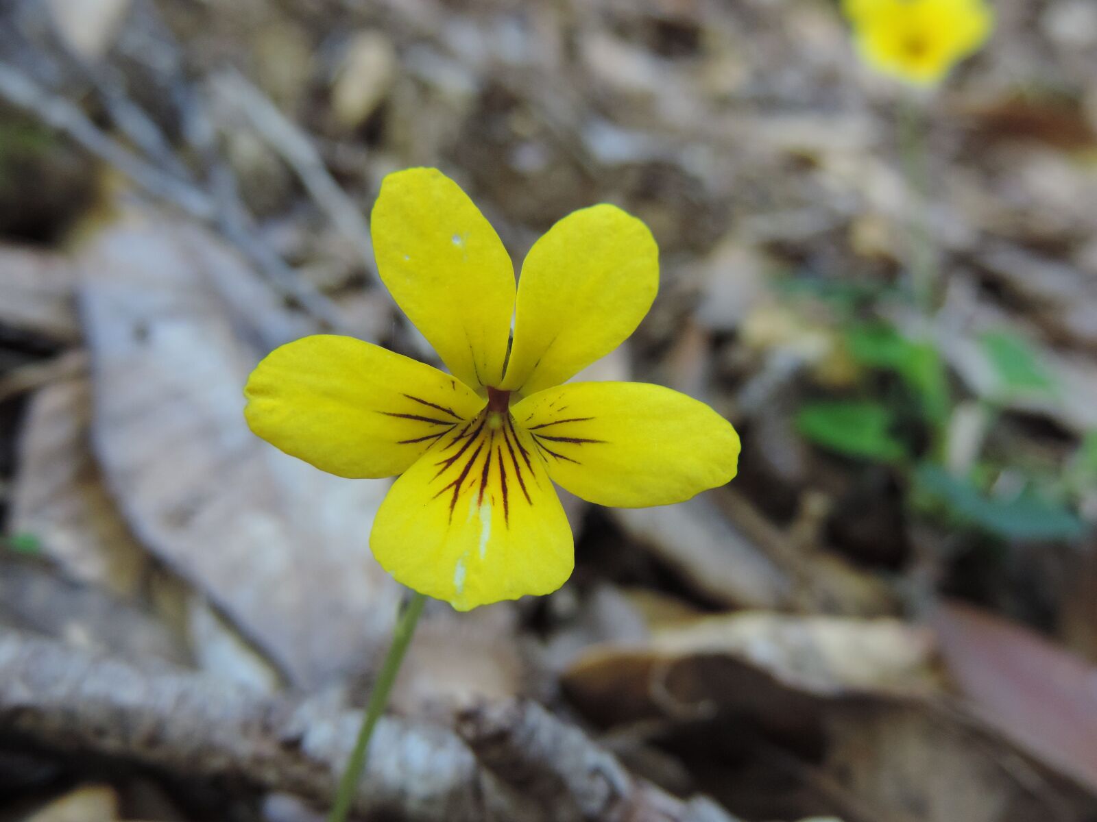 Nikon Coolpix P520 sample photo. Yellow violets flower, wild photography