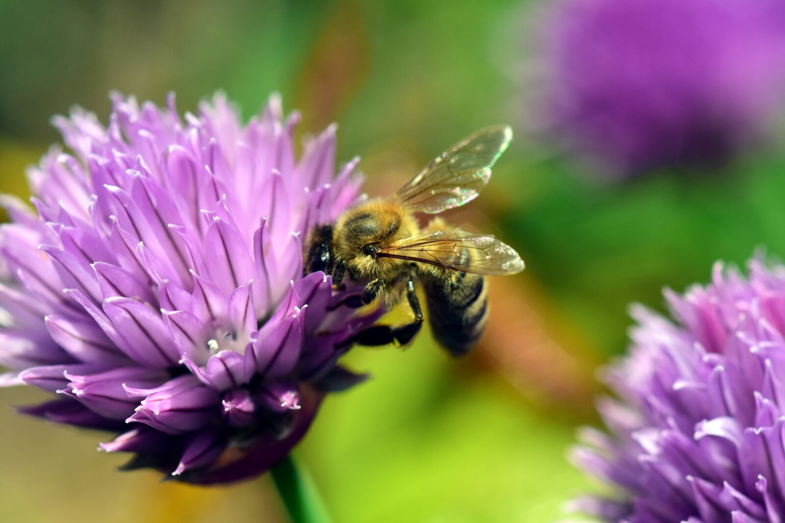 Nikon D3300 sample photo. Chives, blossom, bloom photography
