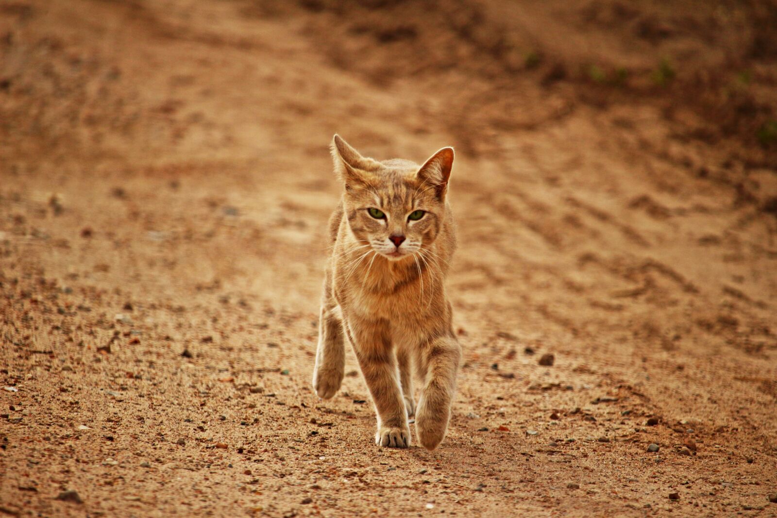 Canon EOS 100D (EOS Rebel SL1 / EOS Kiss X7) sample photo. Cat, tiger cat, mieze photography