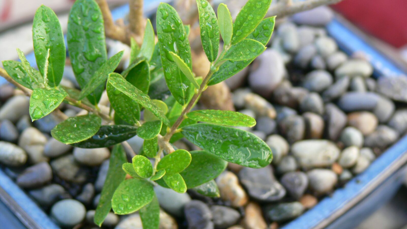 Panasonic DMC-FZ30 sample photo. Leaves, bonsai, olive photography